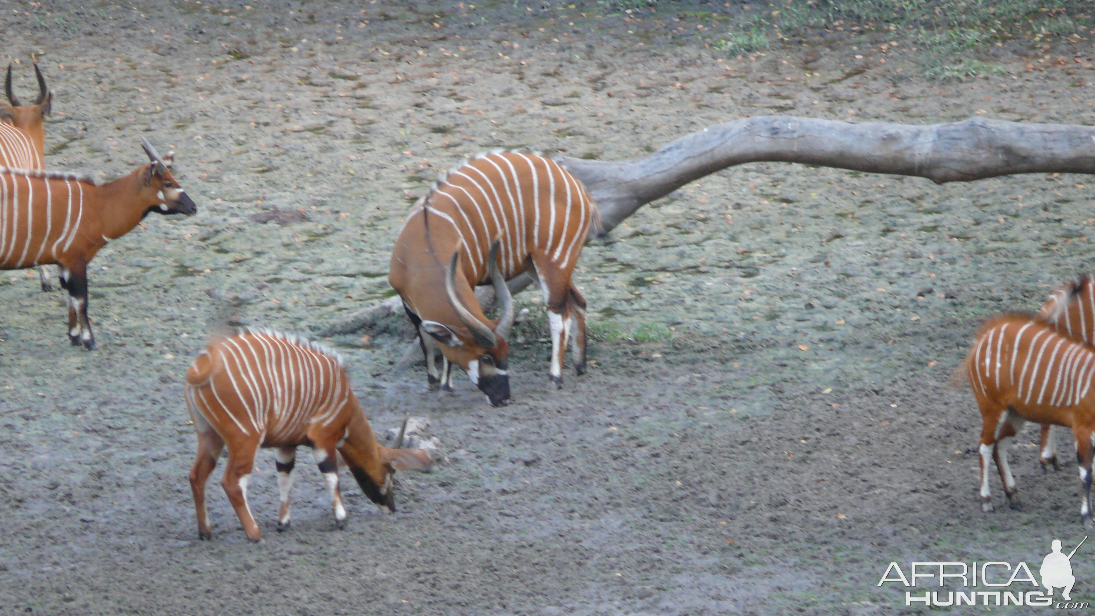 Bongo in Central African Republic