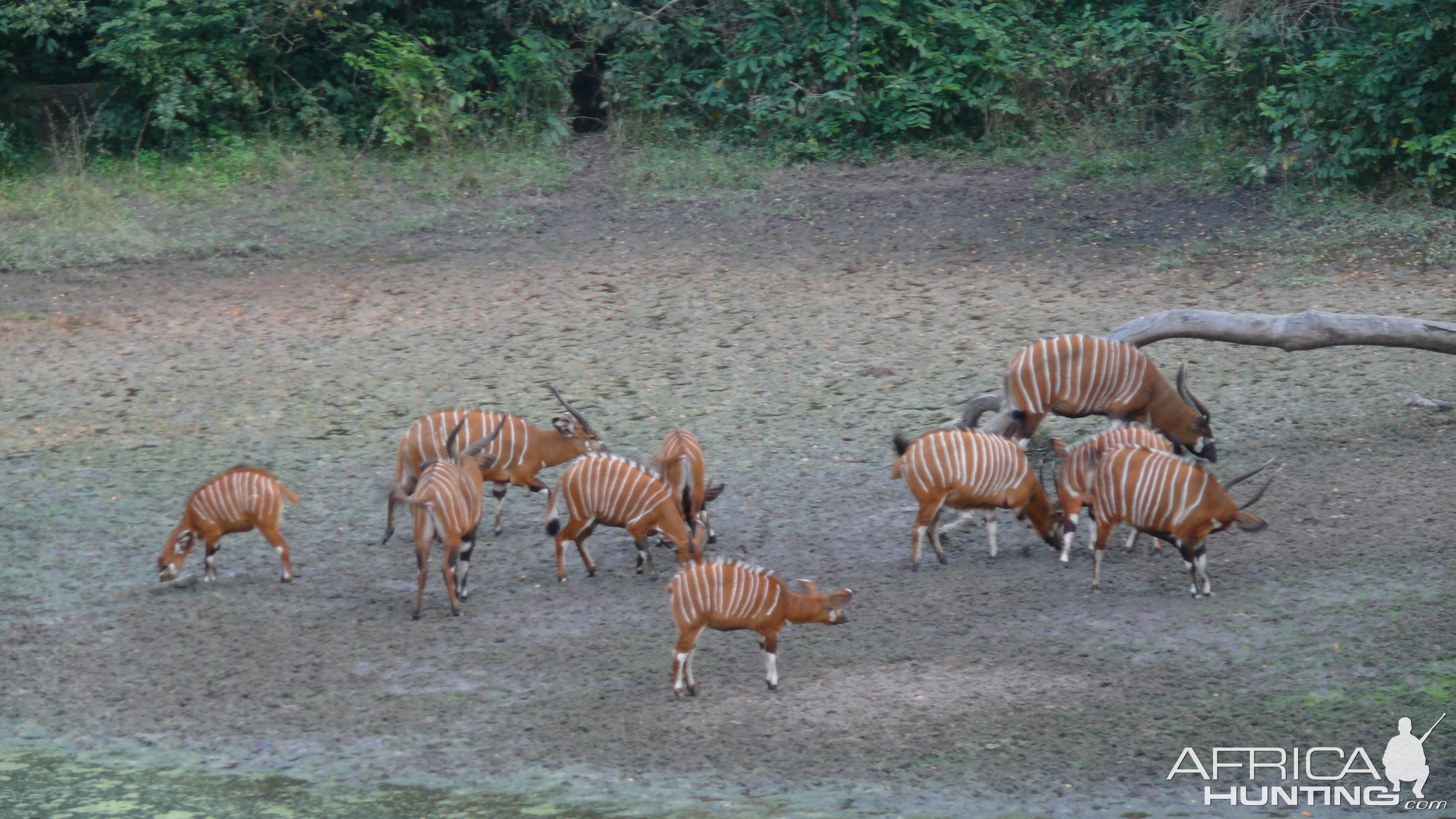 Bongo in Central African Republic