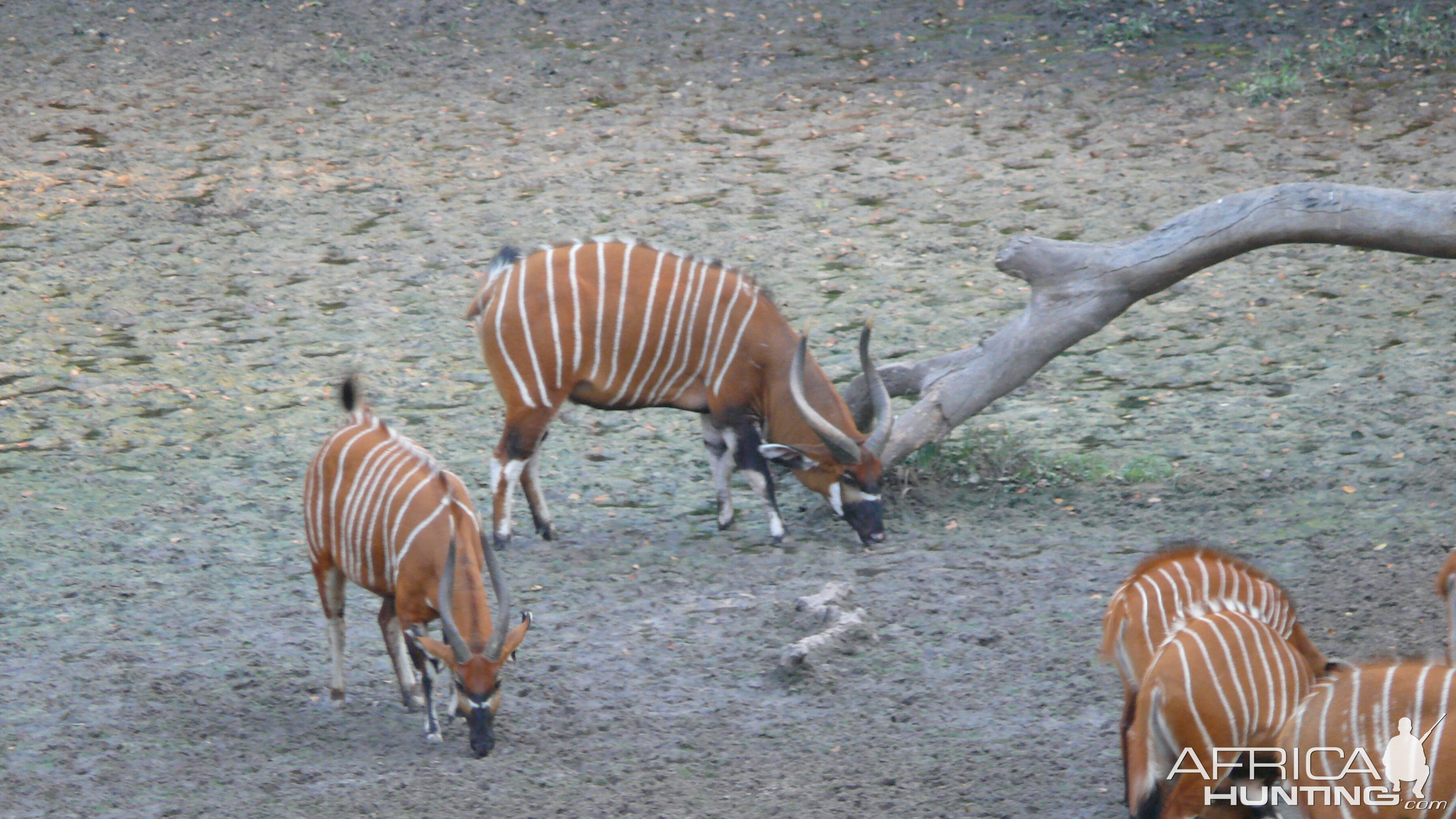 Bongo in Central African Republic