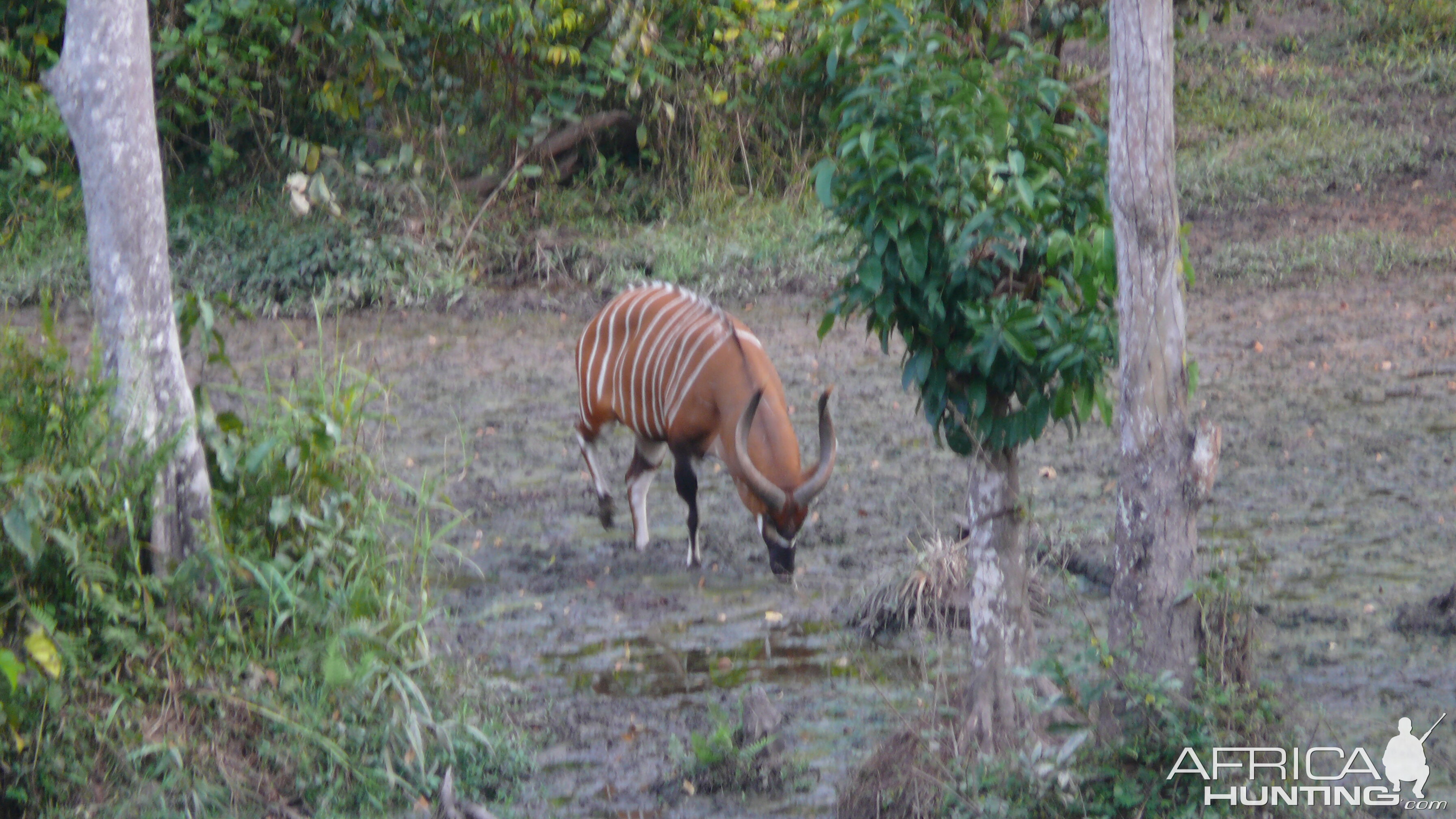 Bongo in Central African Republic