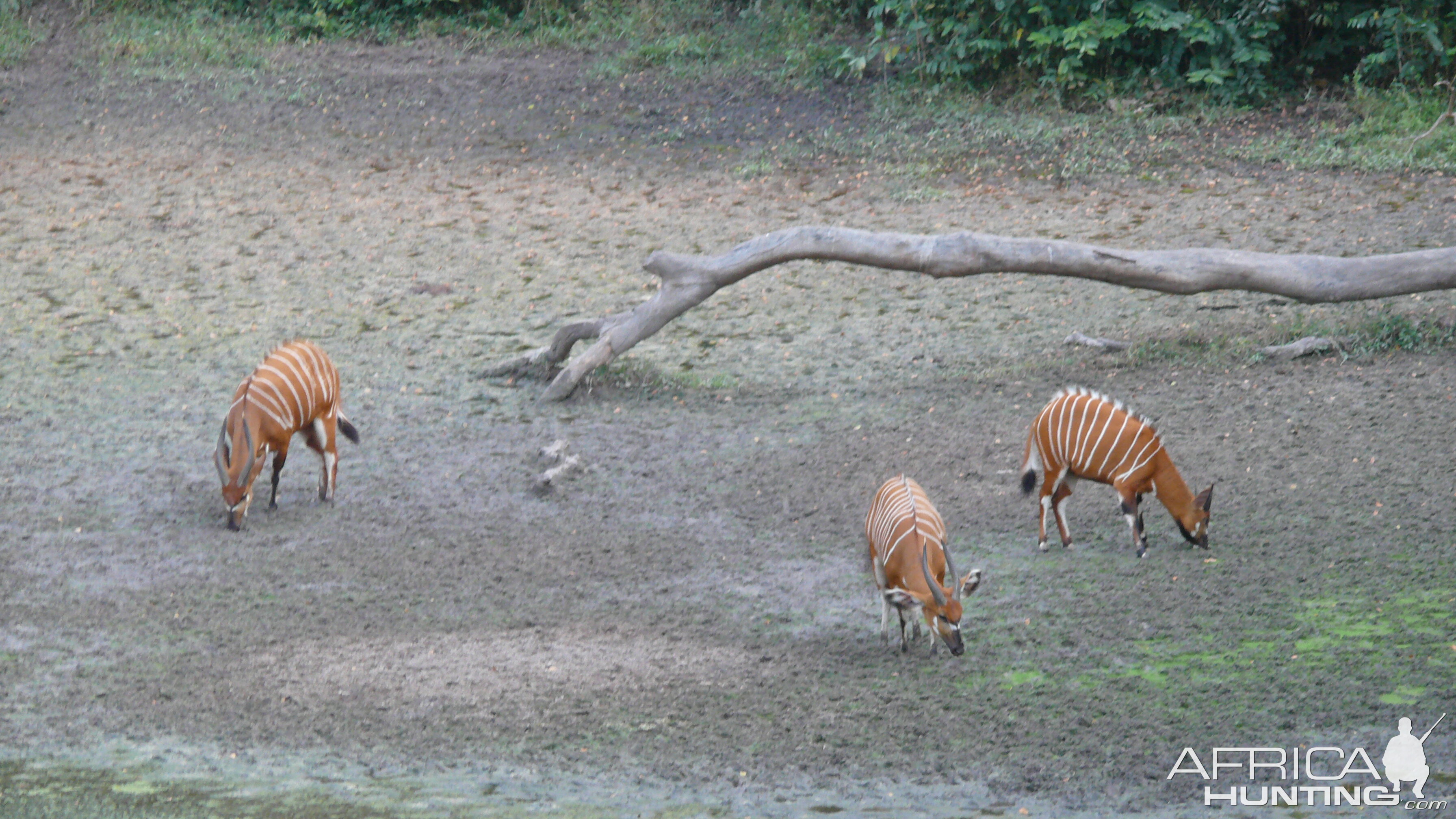 Bongo in Central African Republic