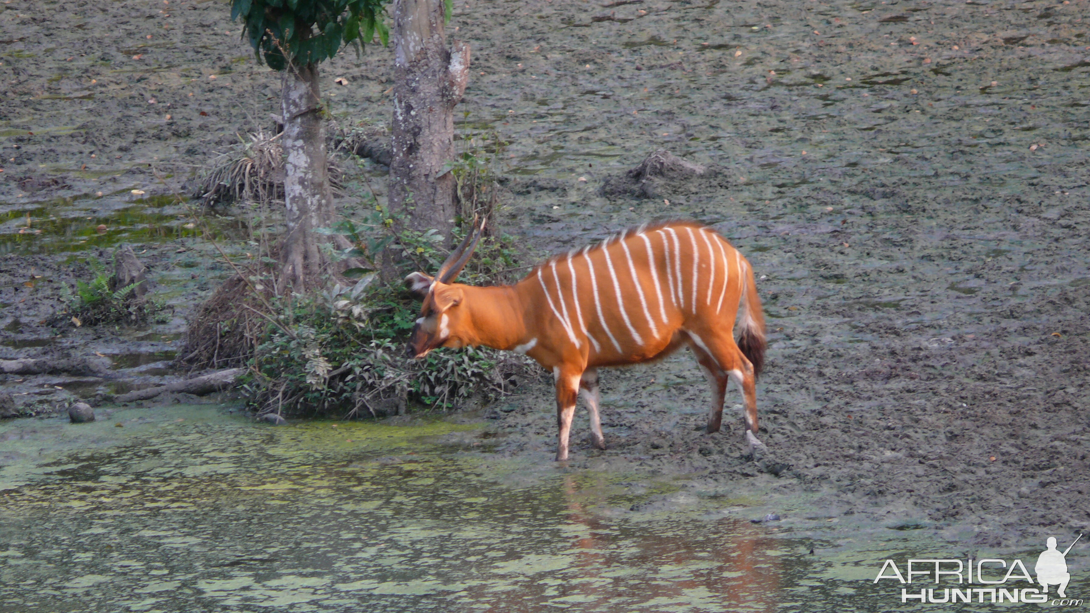 Bongo in Central African Republic