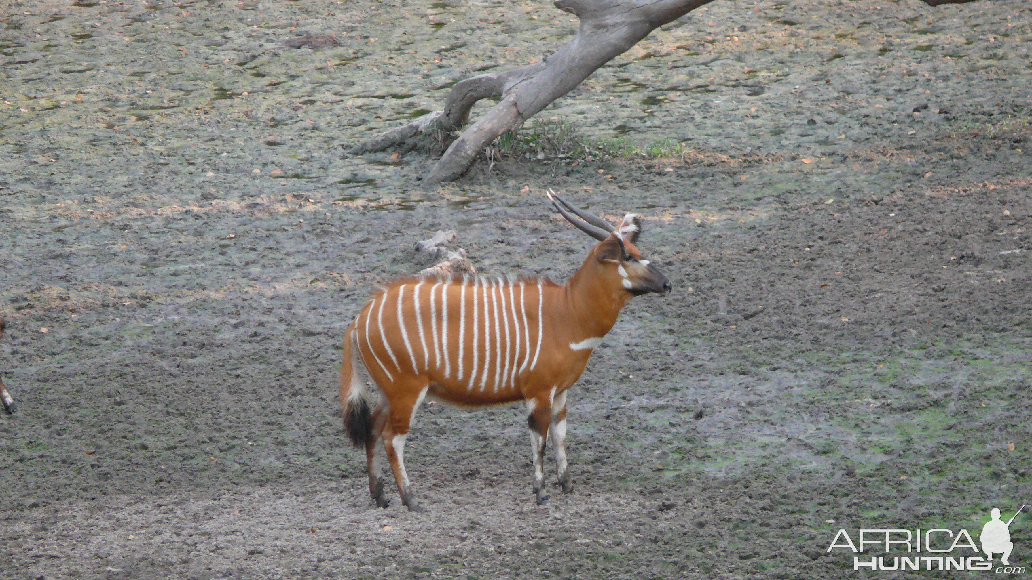 Bongo in Central African Republic