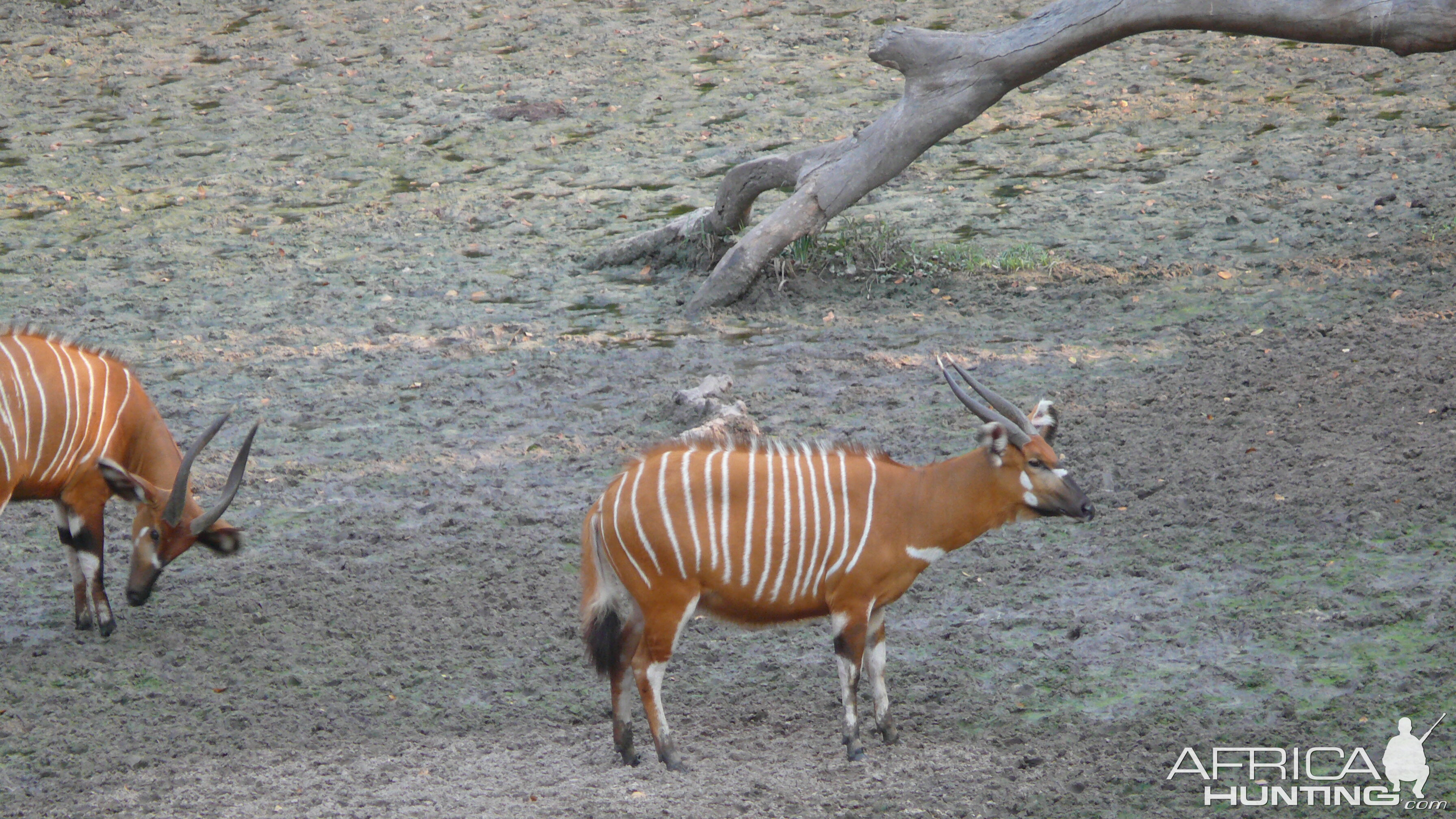 Bongo in Central African Republic