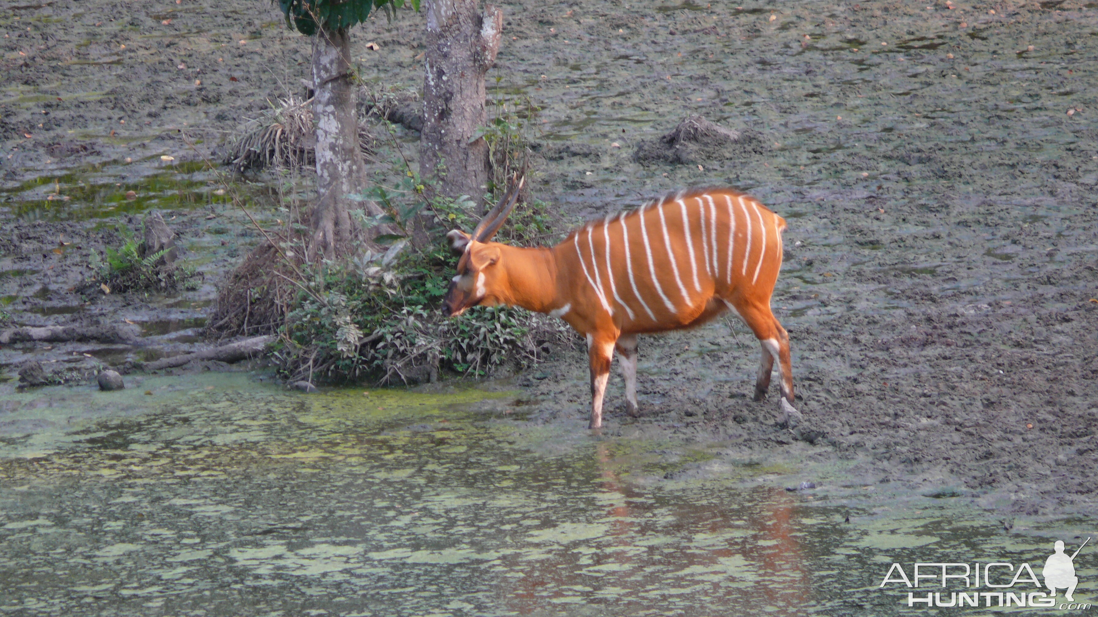 Bongo in Central African Republic