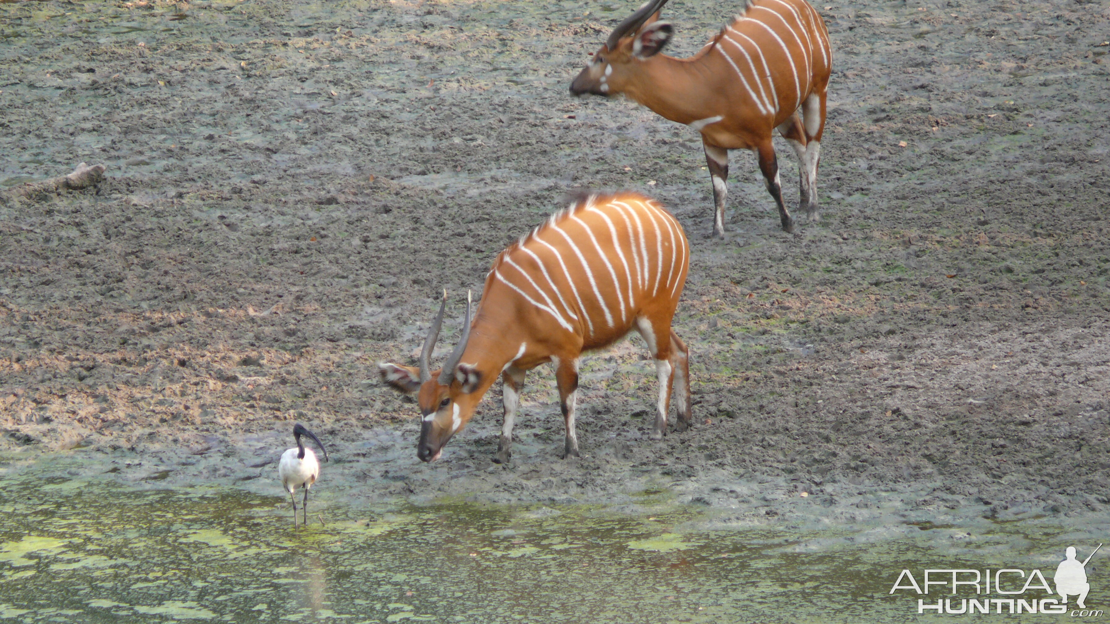 Bongo in Central African Republic