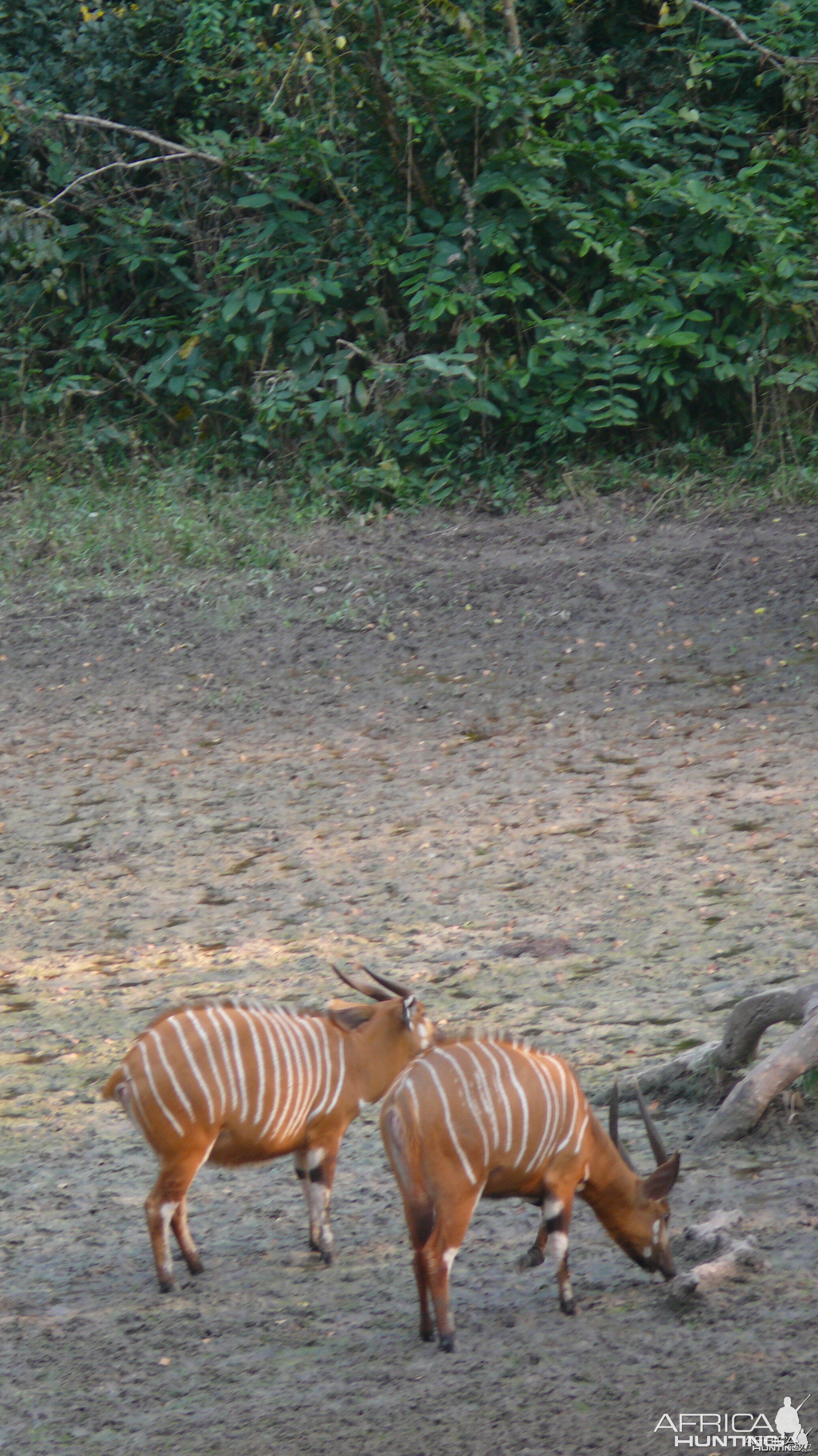 Bongo in Central African Republic