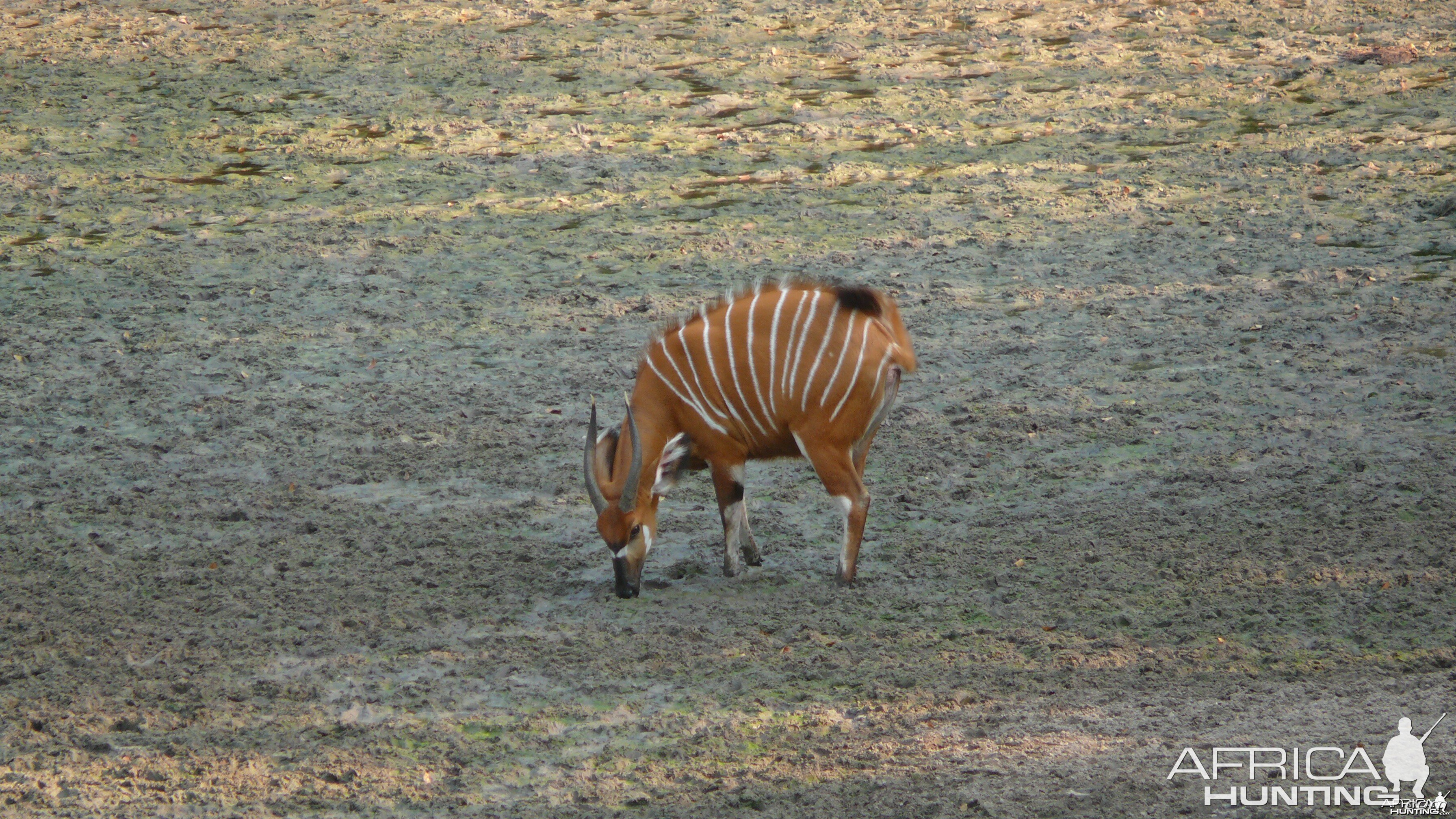 Bongo in Central African Republic