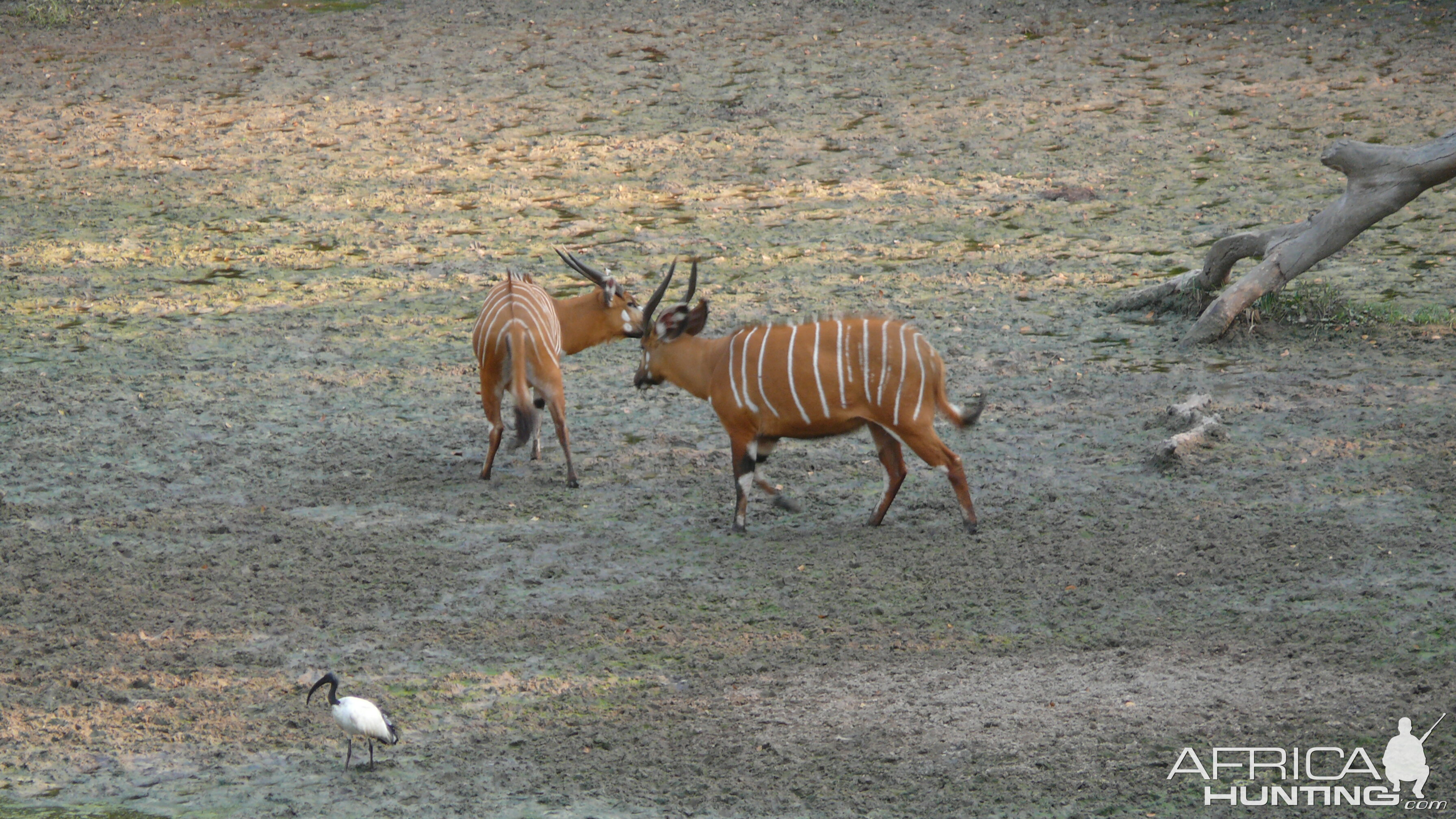 Bongo in Central African Republic