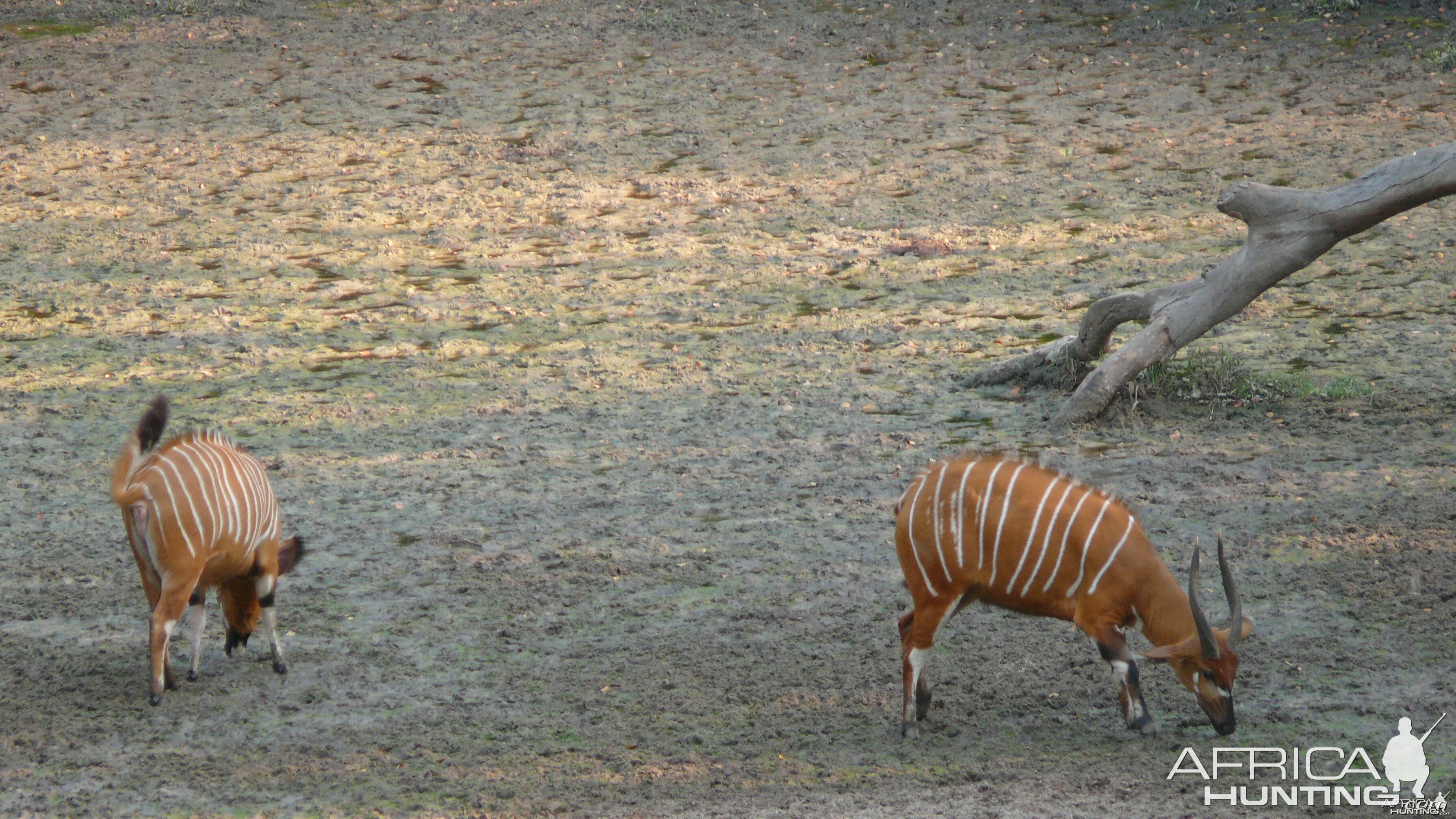 Bongo in Central African Republic