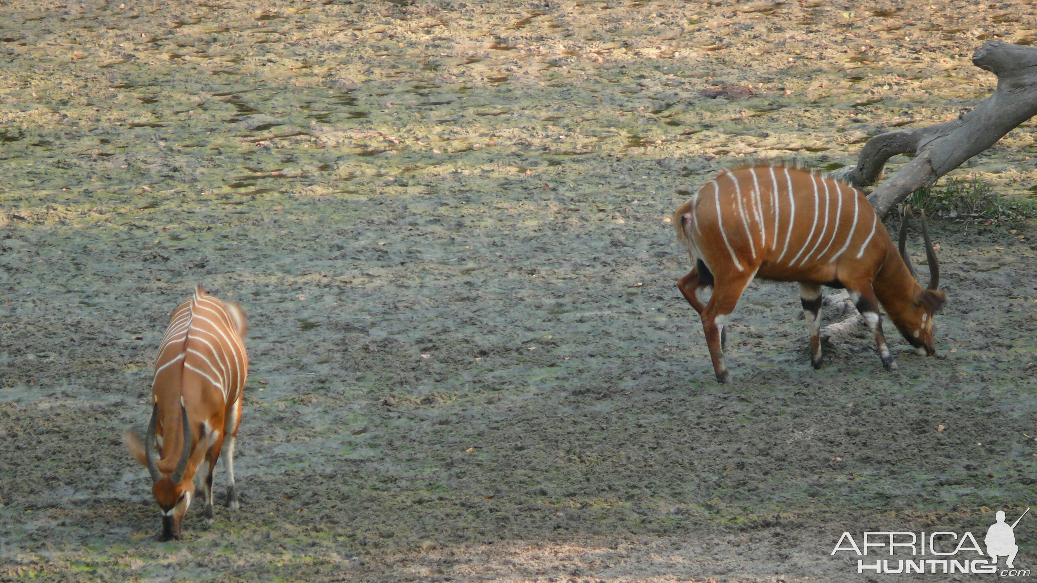 Bongo in Central African Republic