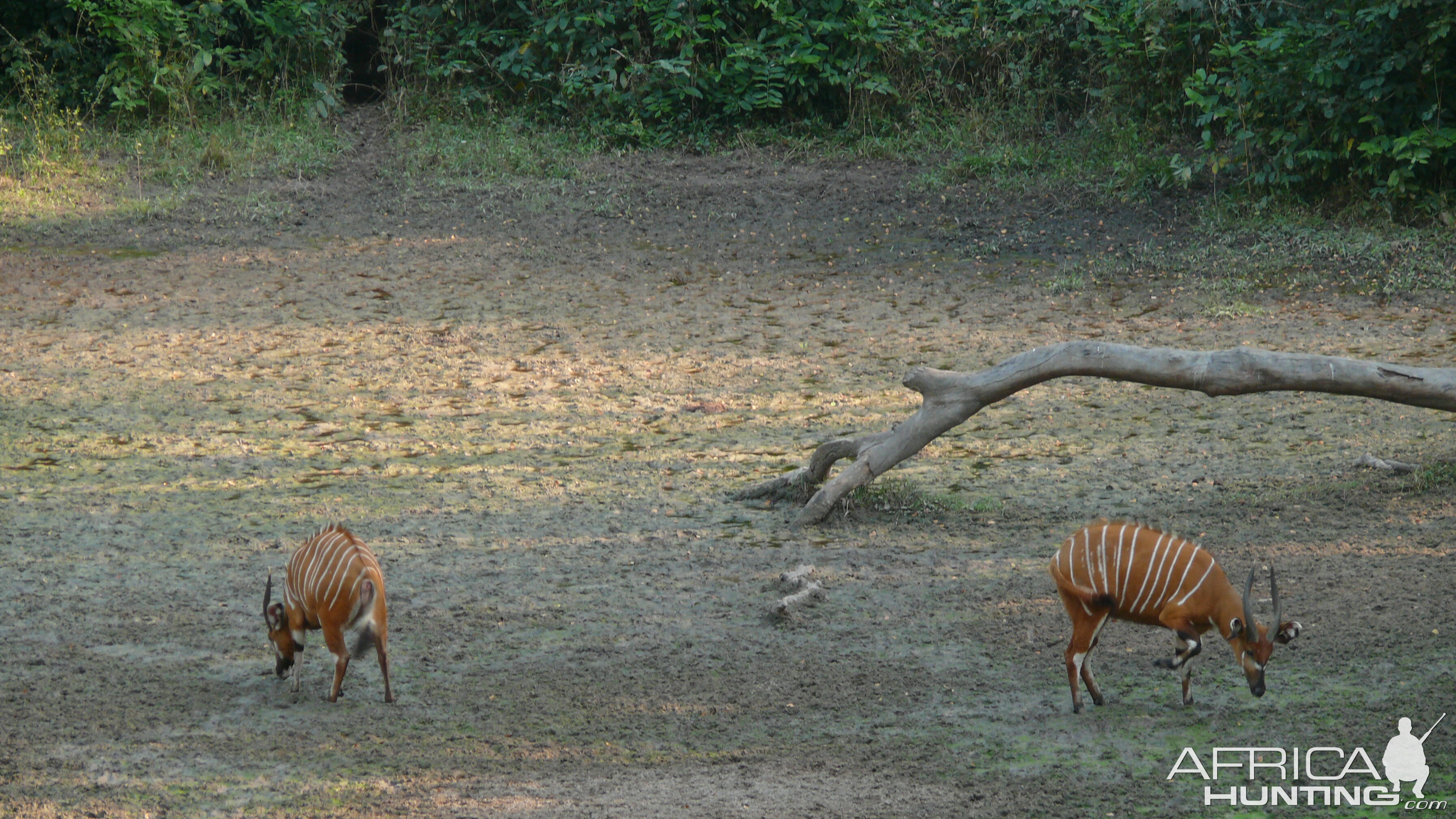 Bongo in Central African Republic