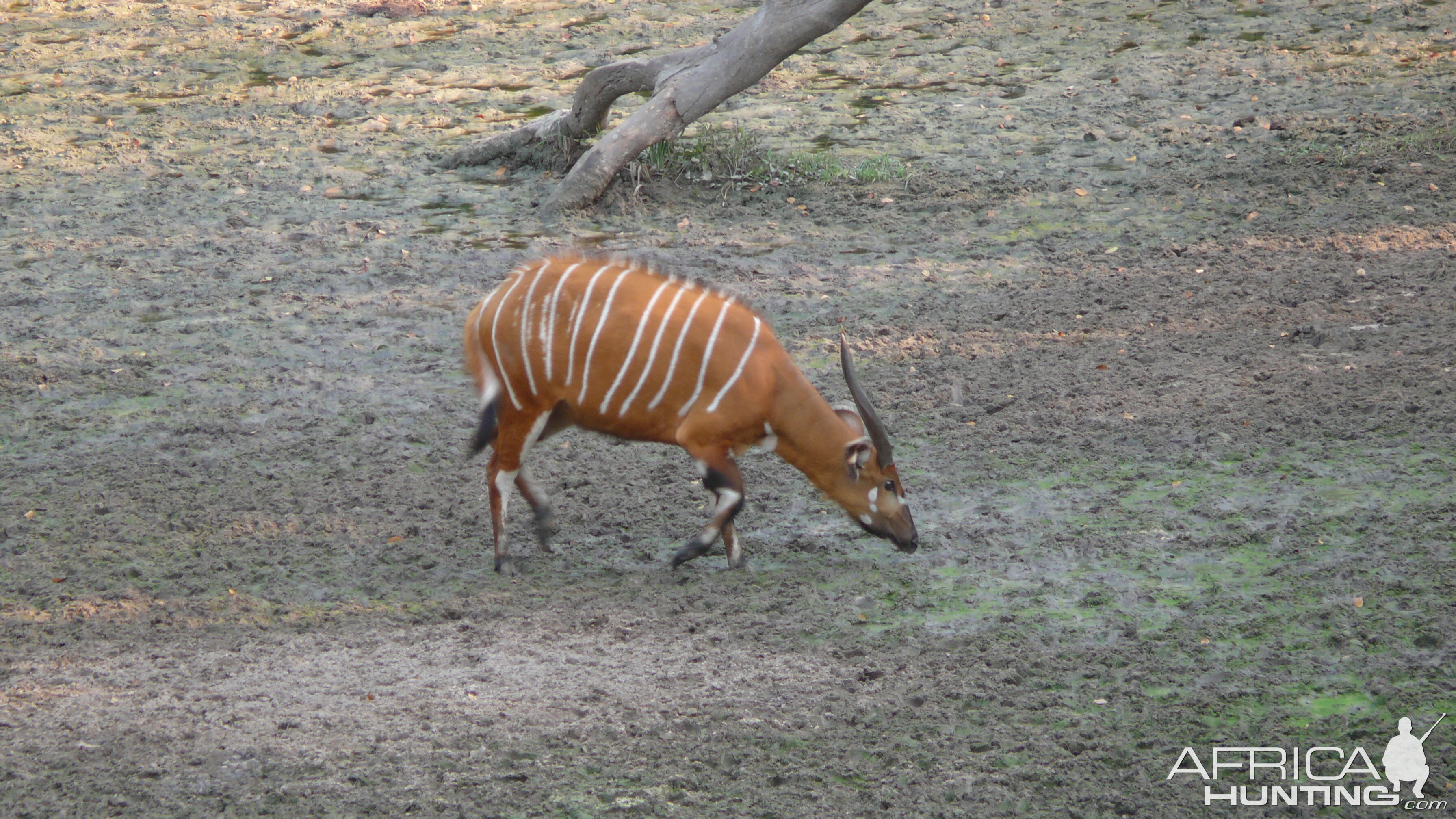 Bongo in Central African Republic