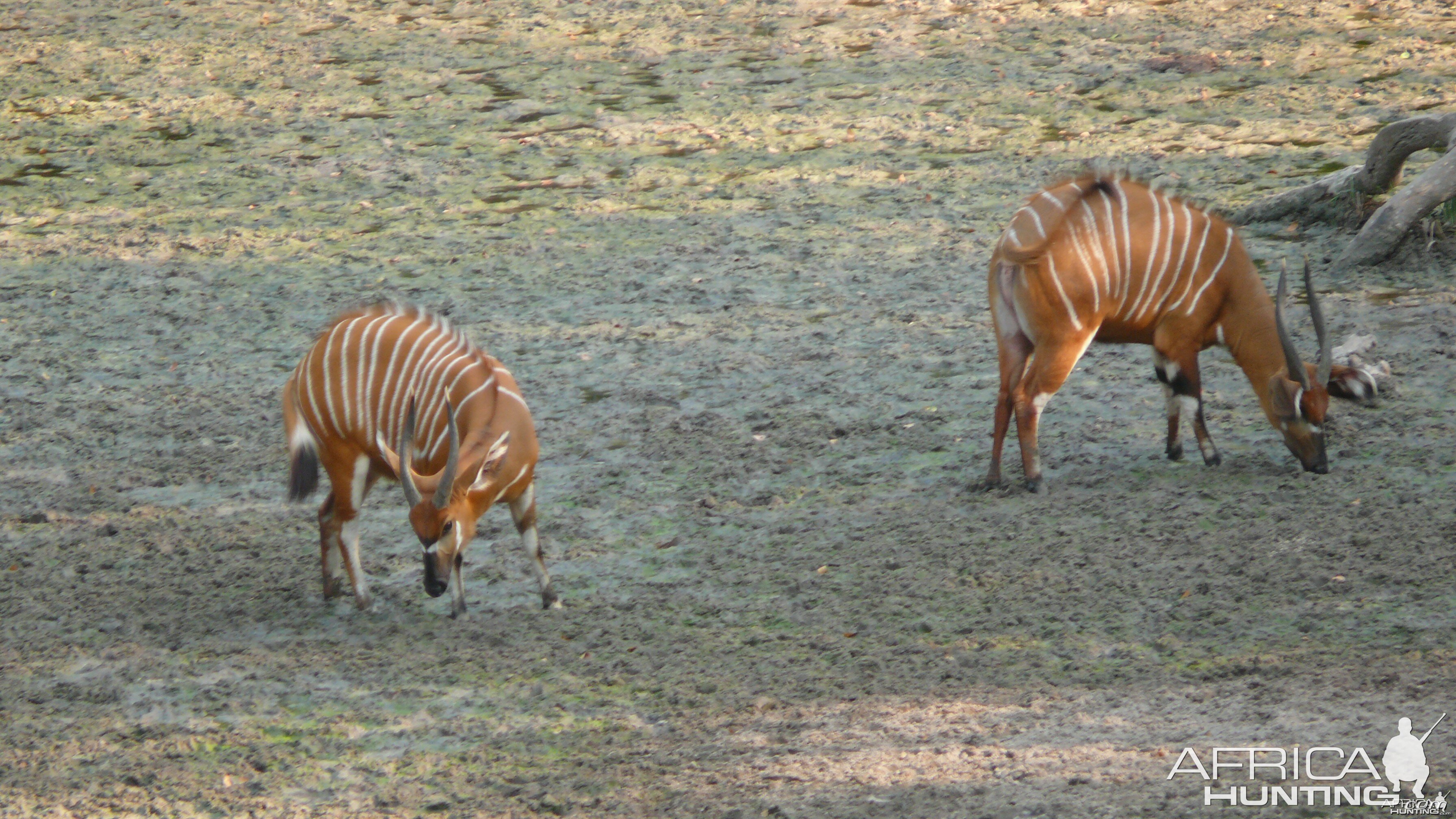 Bongo in Central African Republic