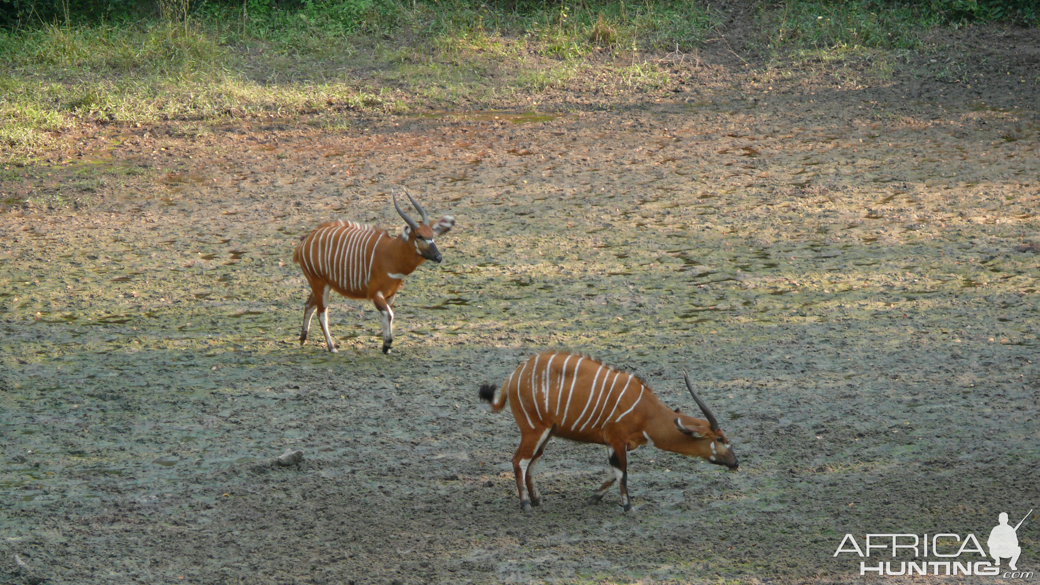 Bongo in Central African Republic