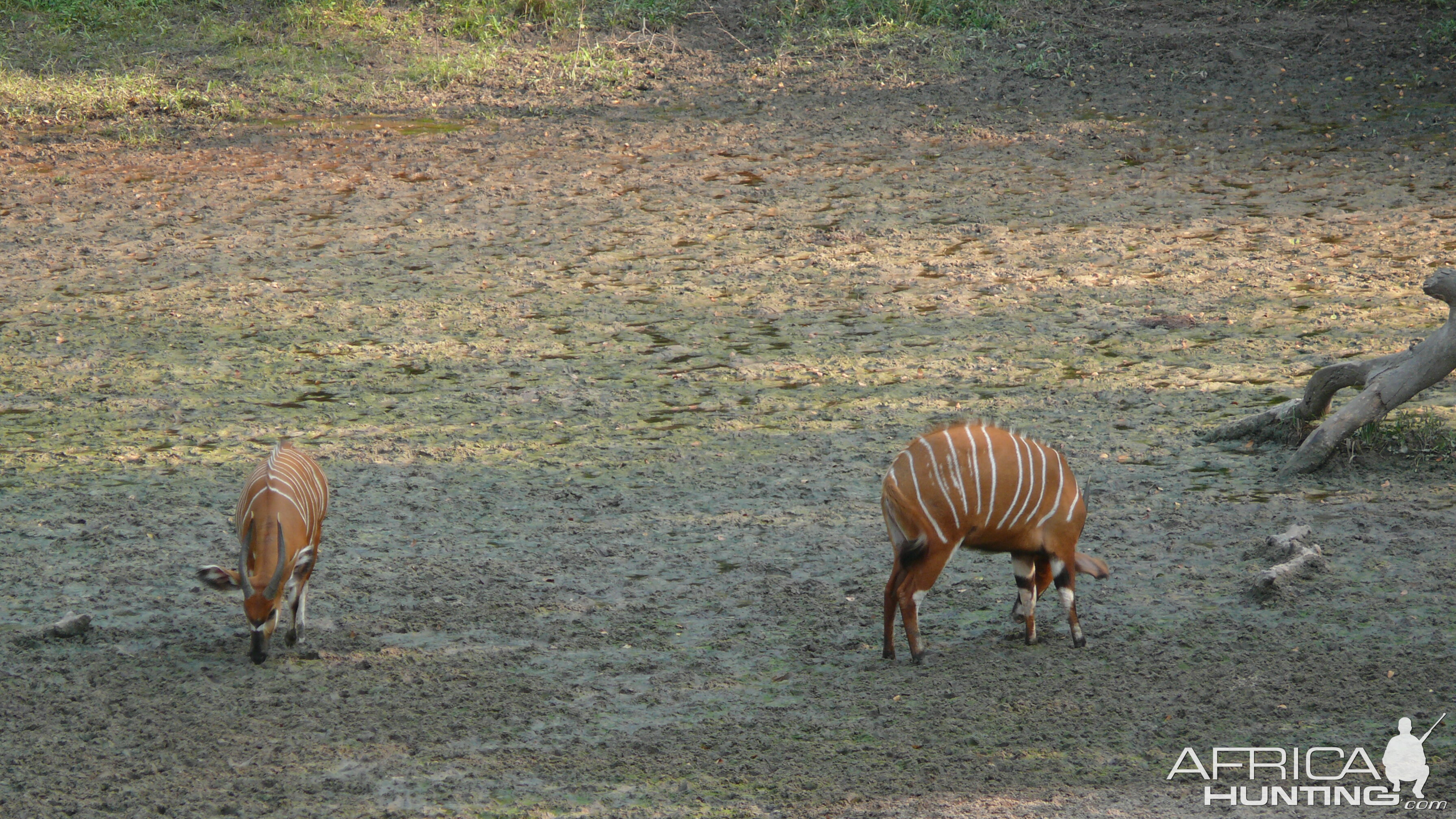 Bongo in Central African Republic