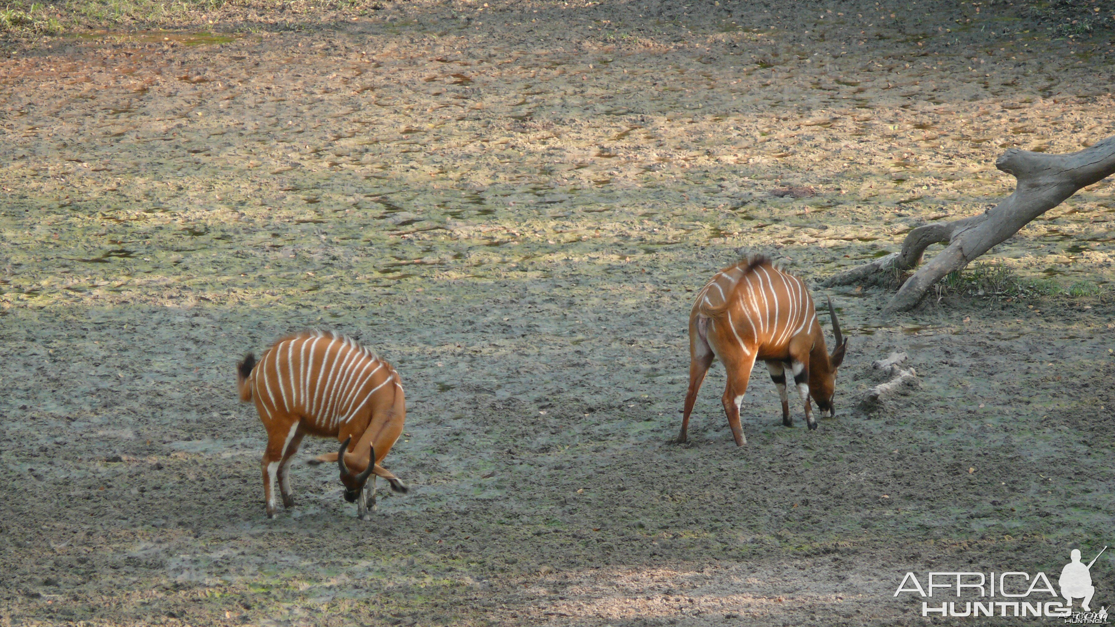 Bongo in Central African Republic