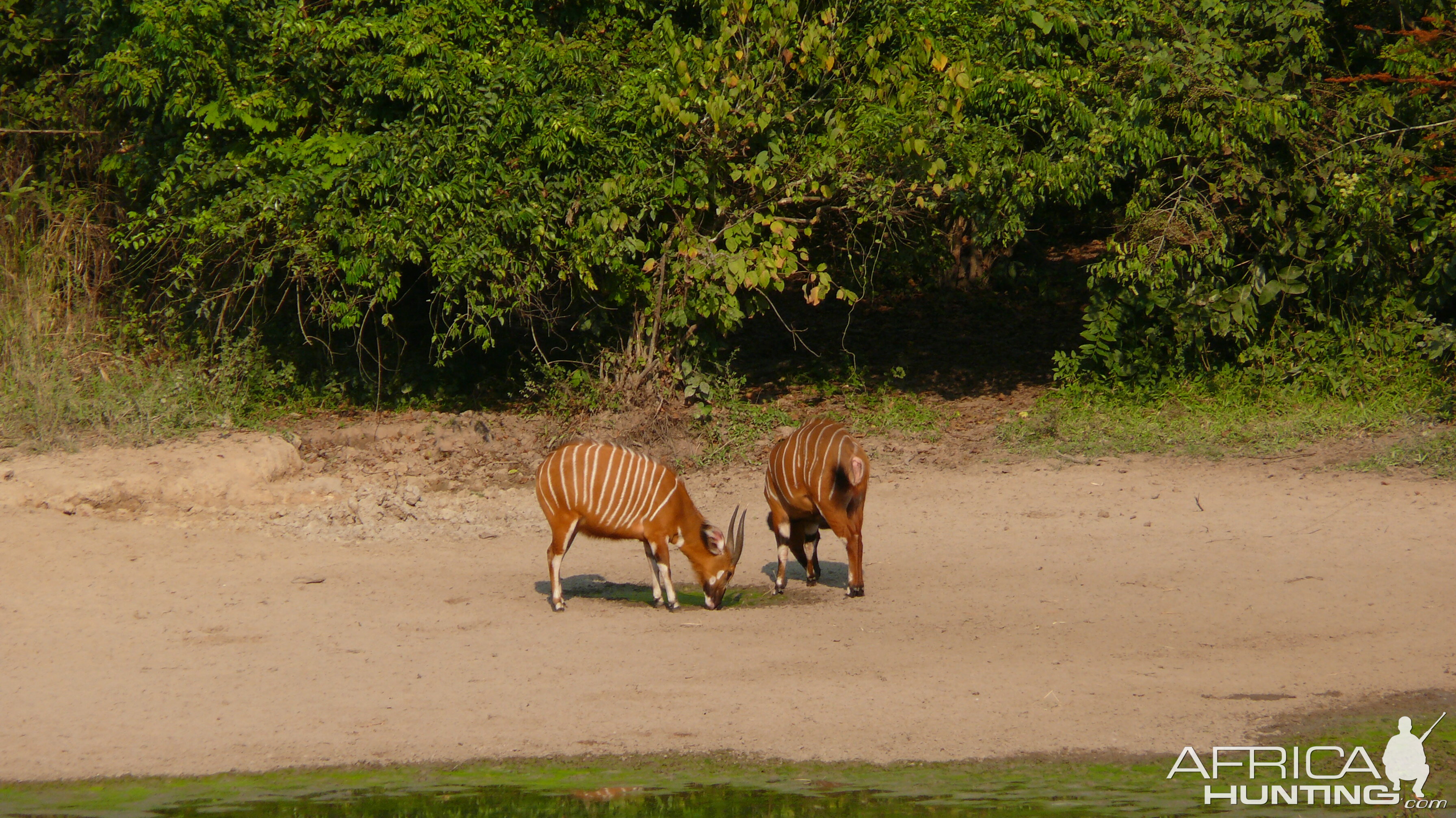 Bongo in Central African Republic