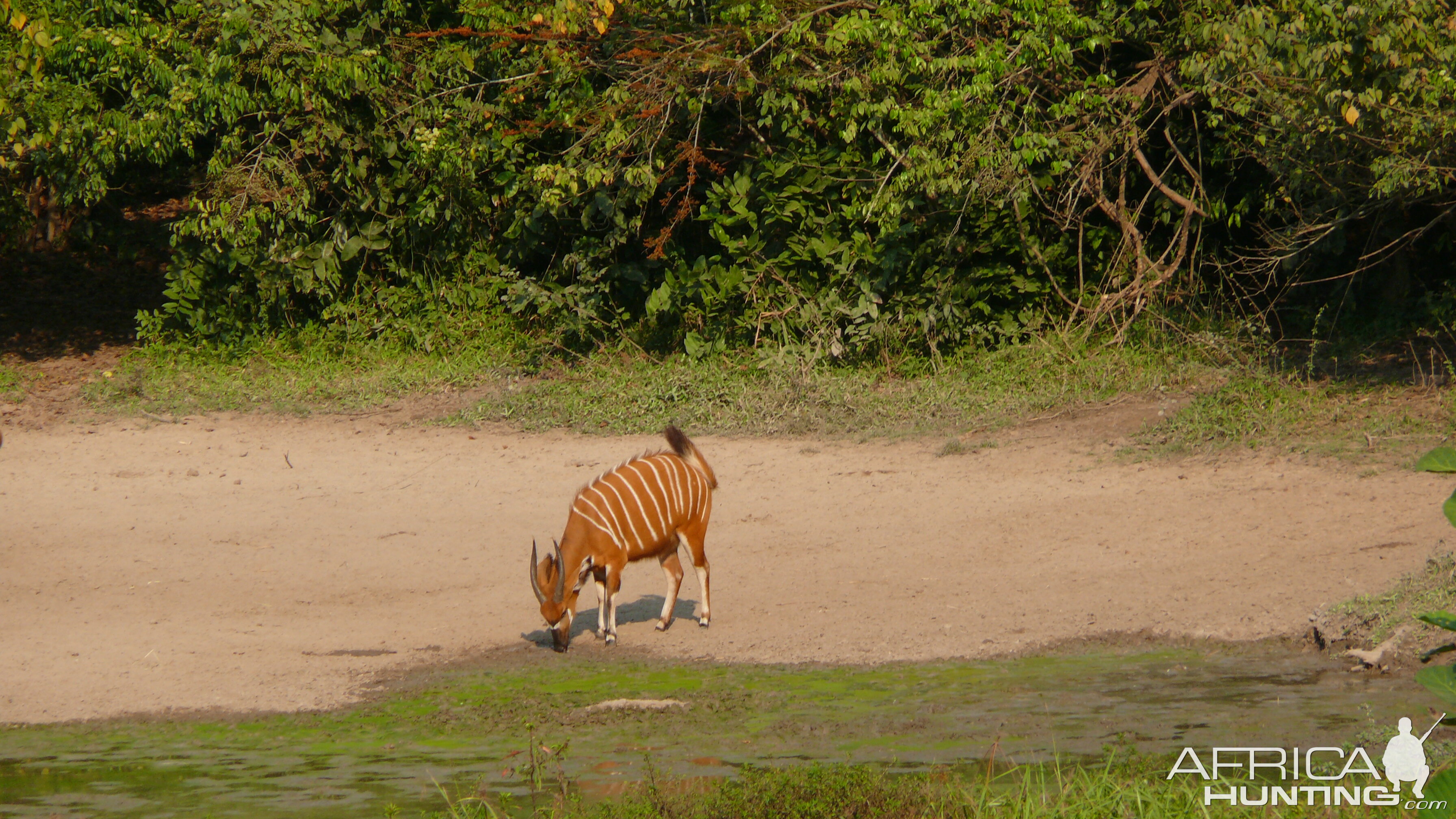 Bongo in Central African Republic