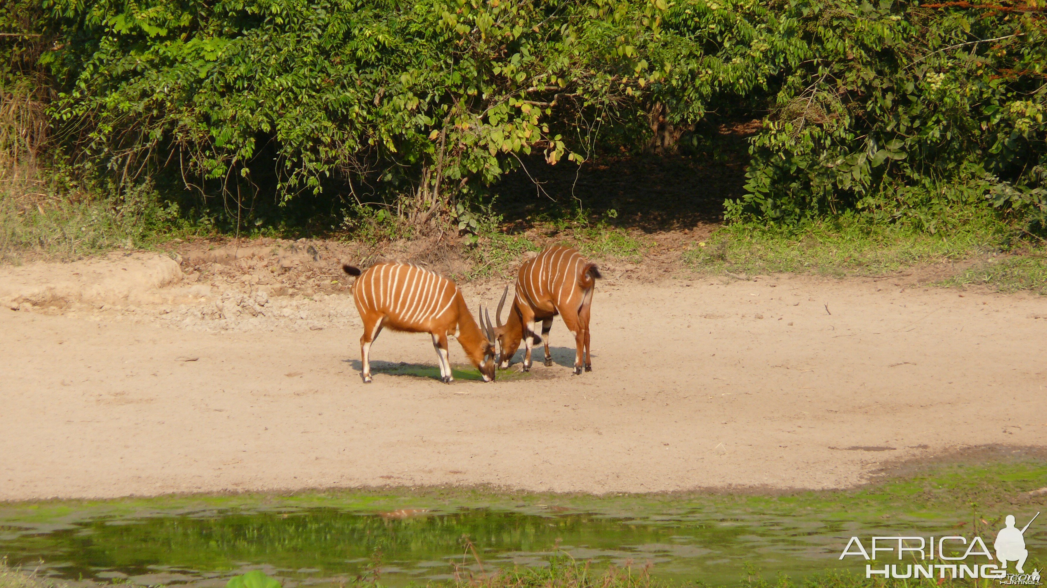 Bongo in Central African Republic