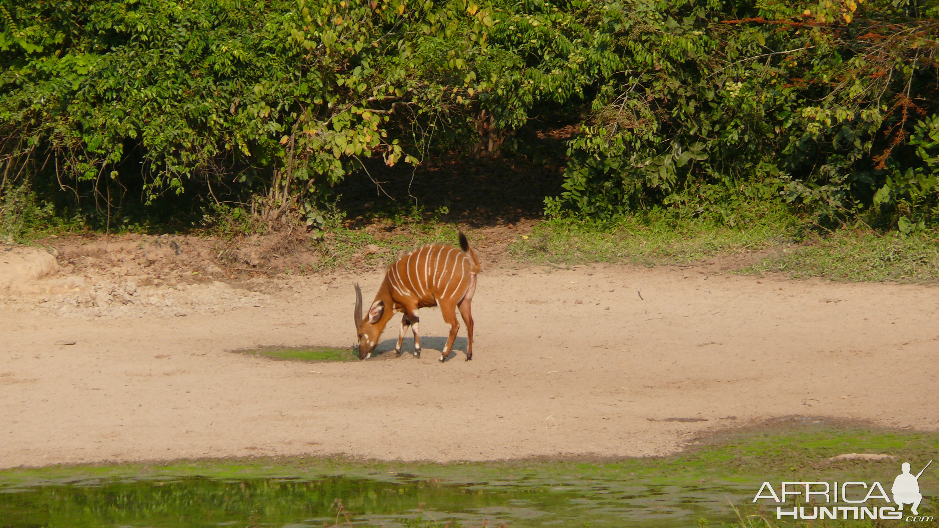 Bongo in Central African Republic