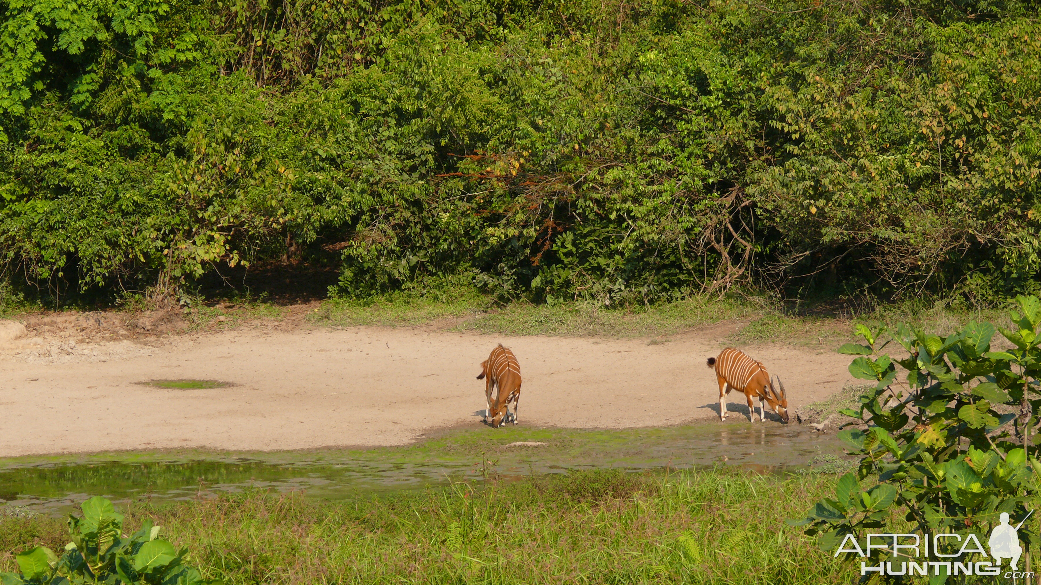 Bongo in Central African Republic