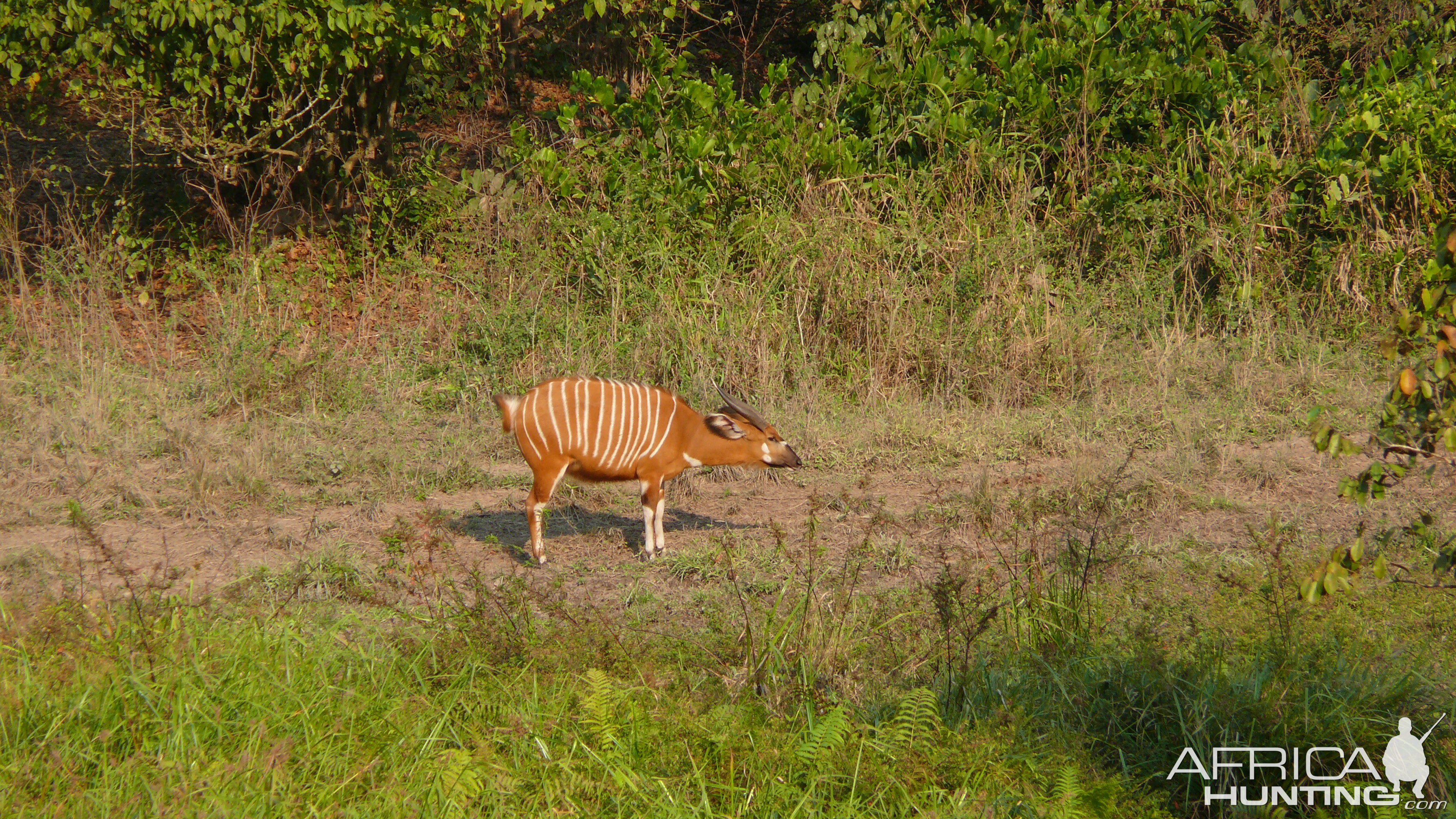 Bongo in Central African Republic