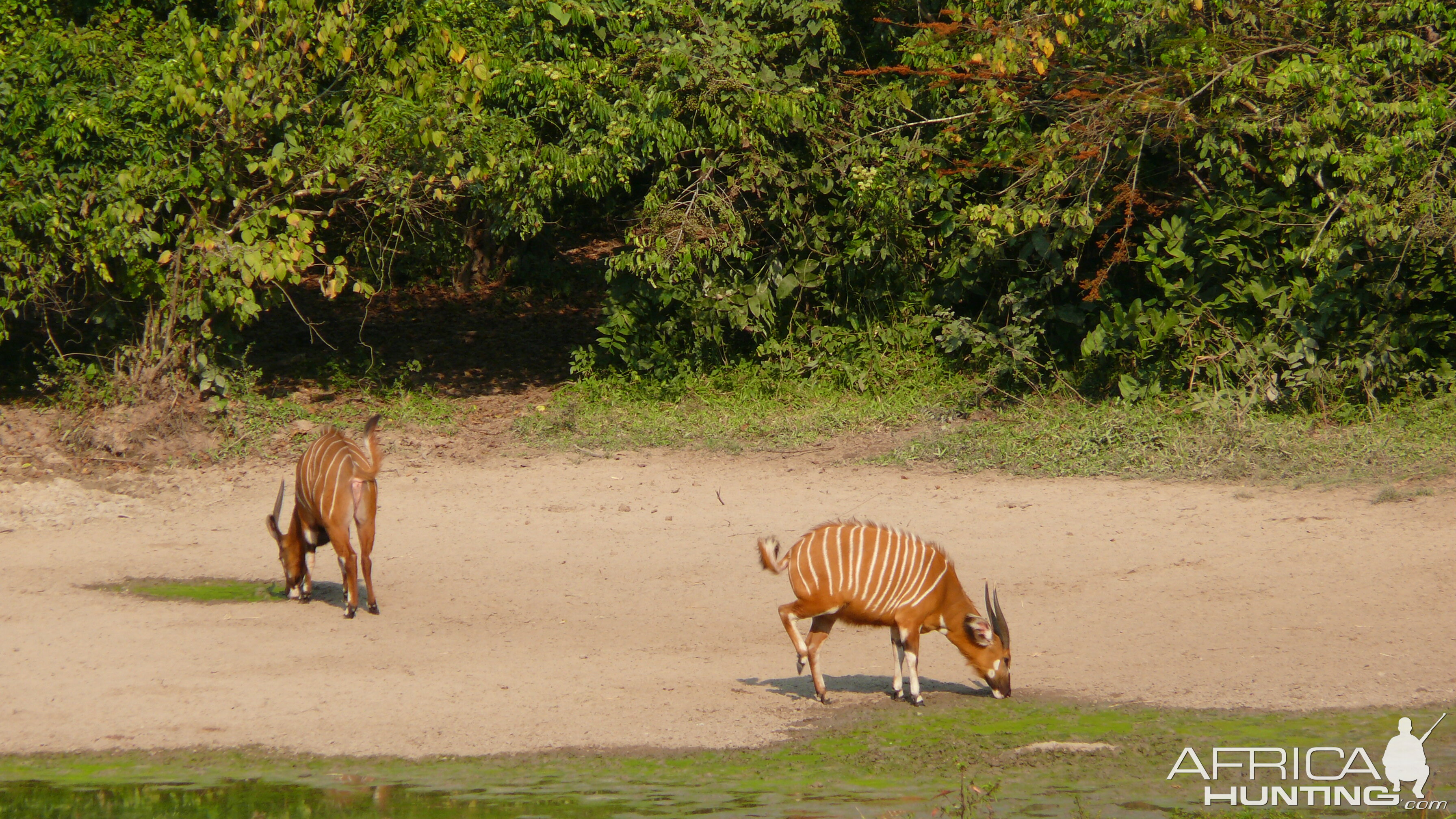 Bongo in Central African Republic