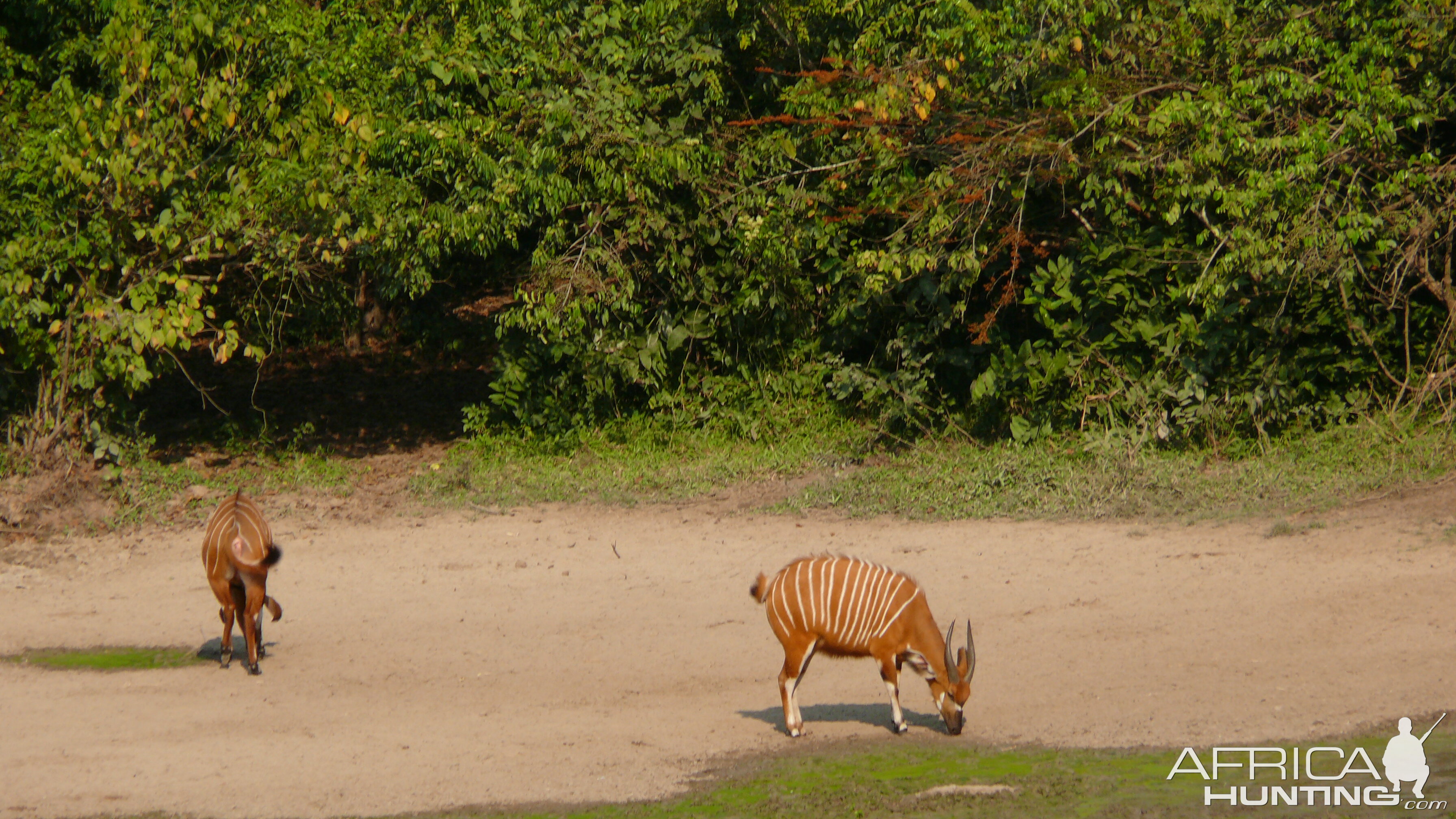 Bongo in Central African Republic