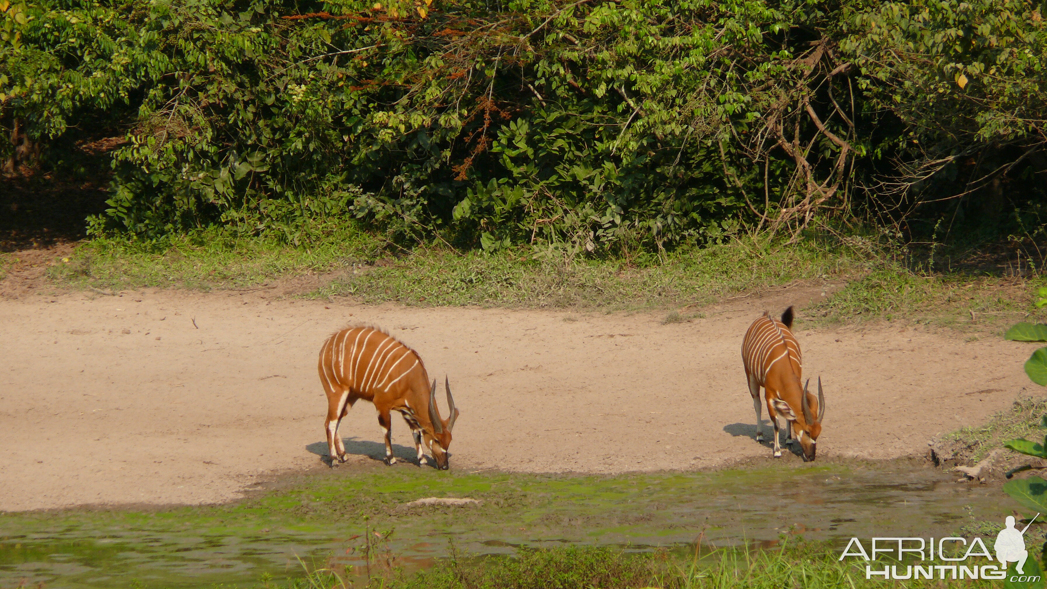 Bongo in Central African Republic