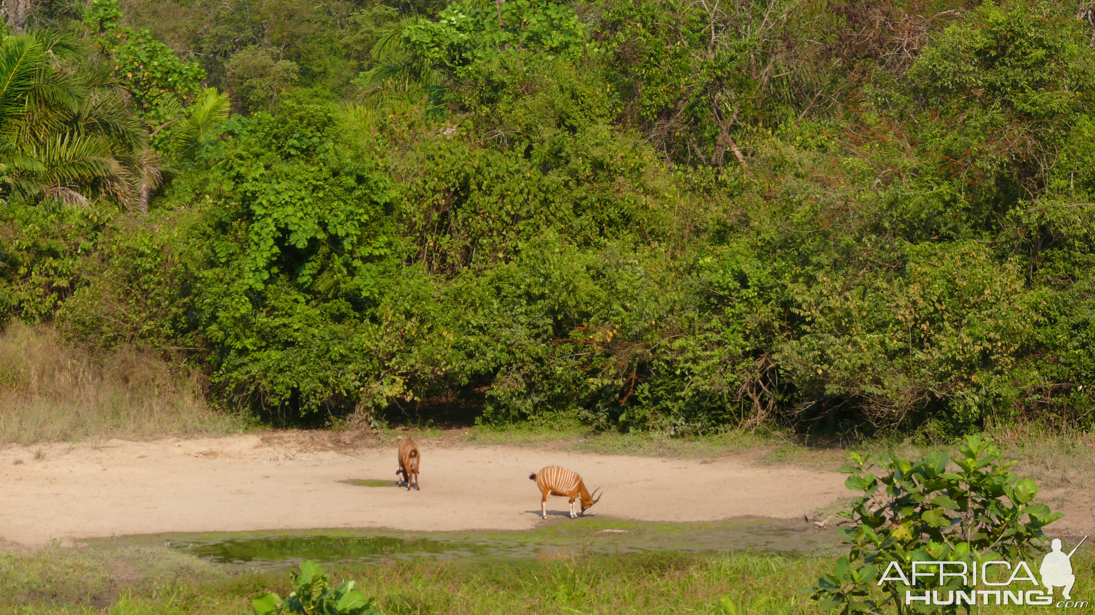 Bongo in Central African Republic