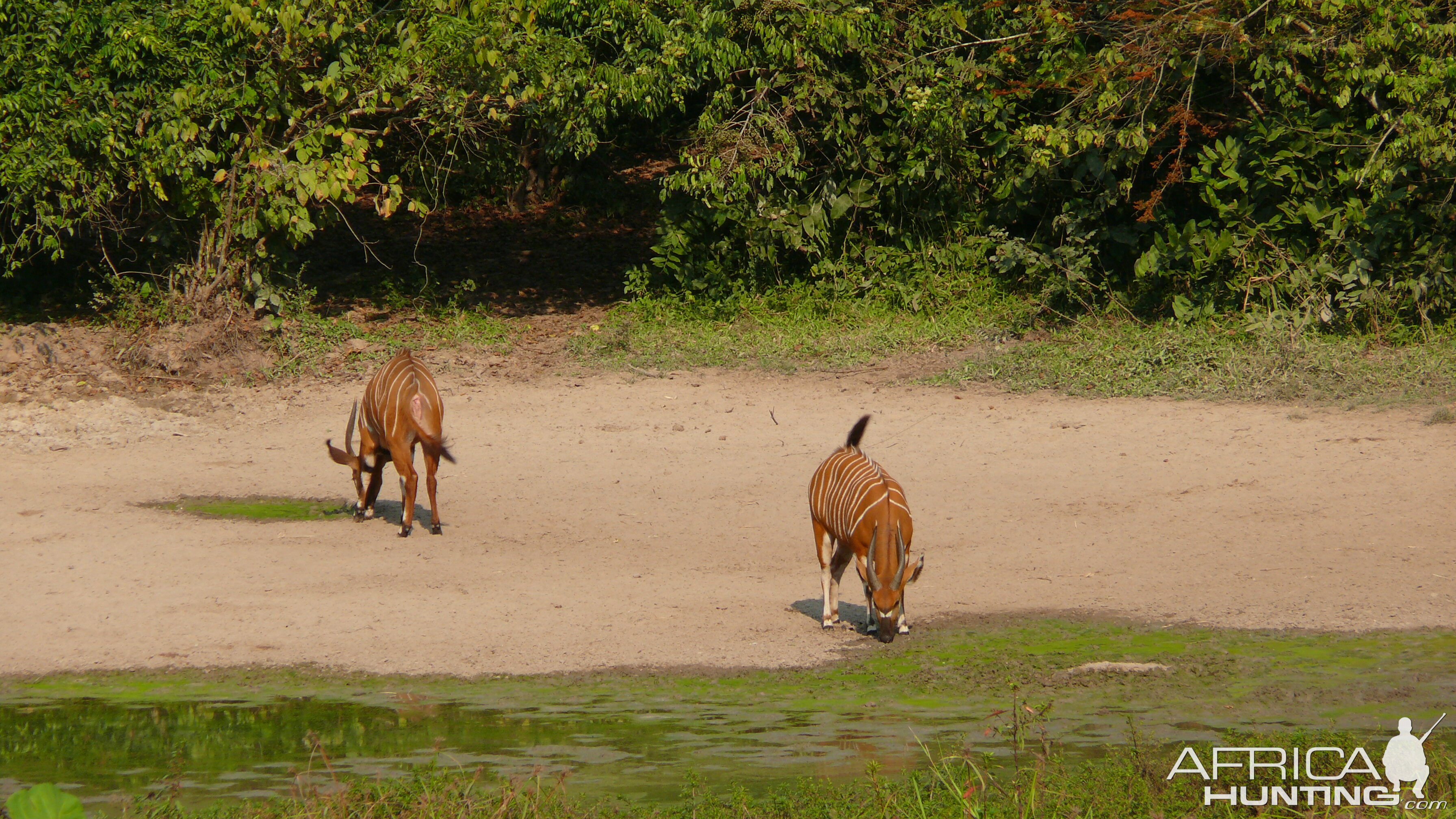 Bongo in Central African Republic