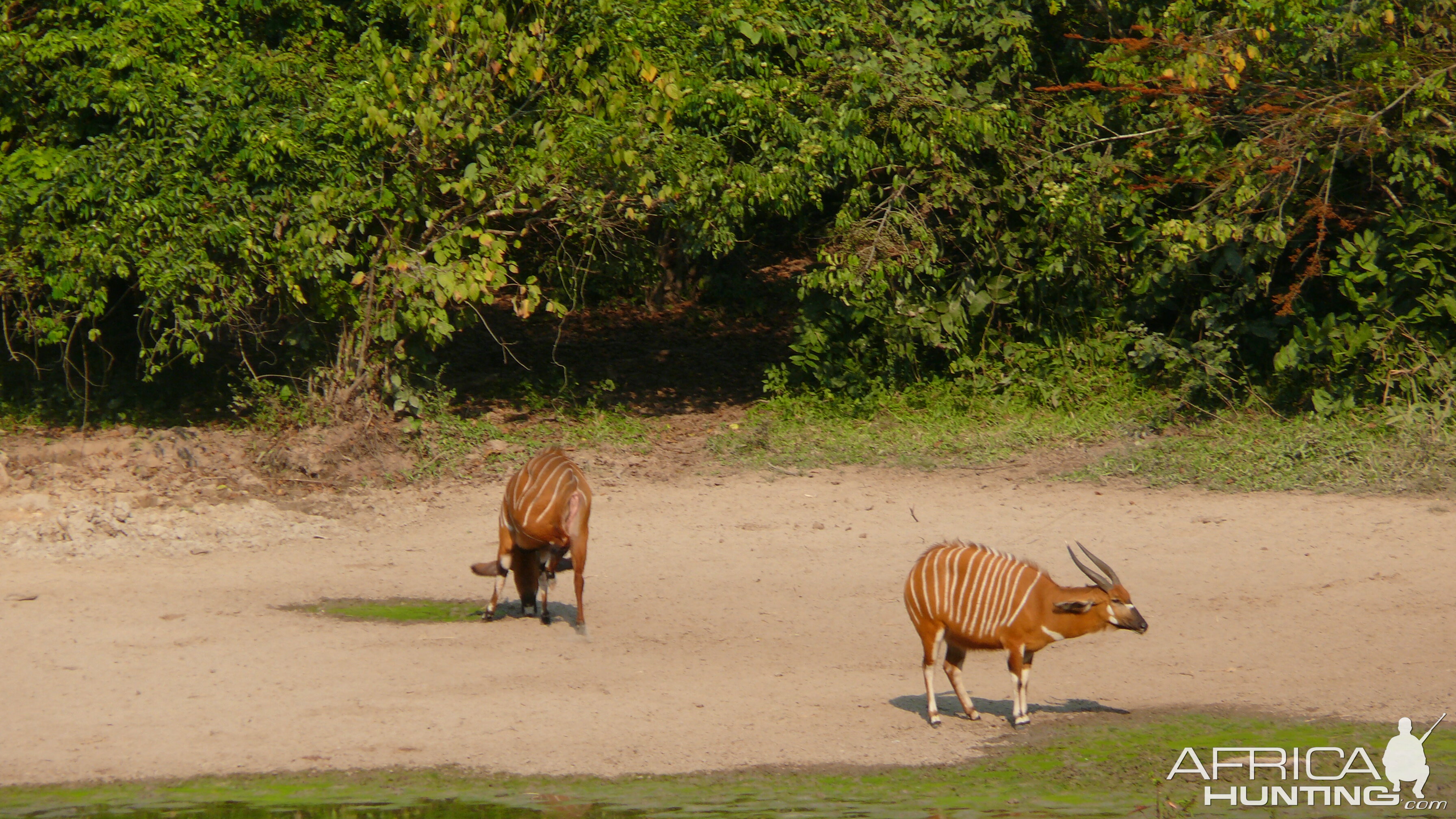 Bongo in Central African Republic