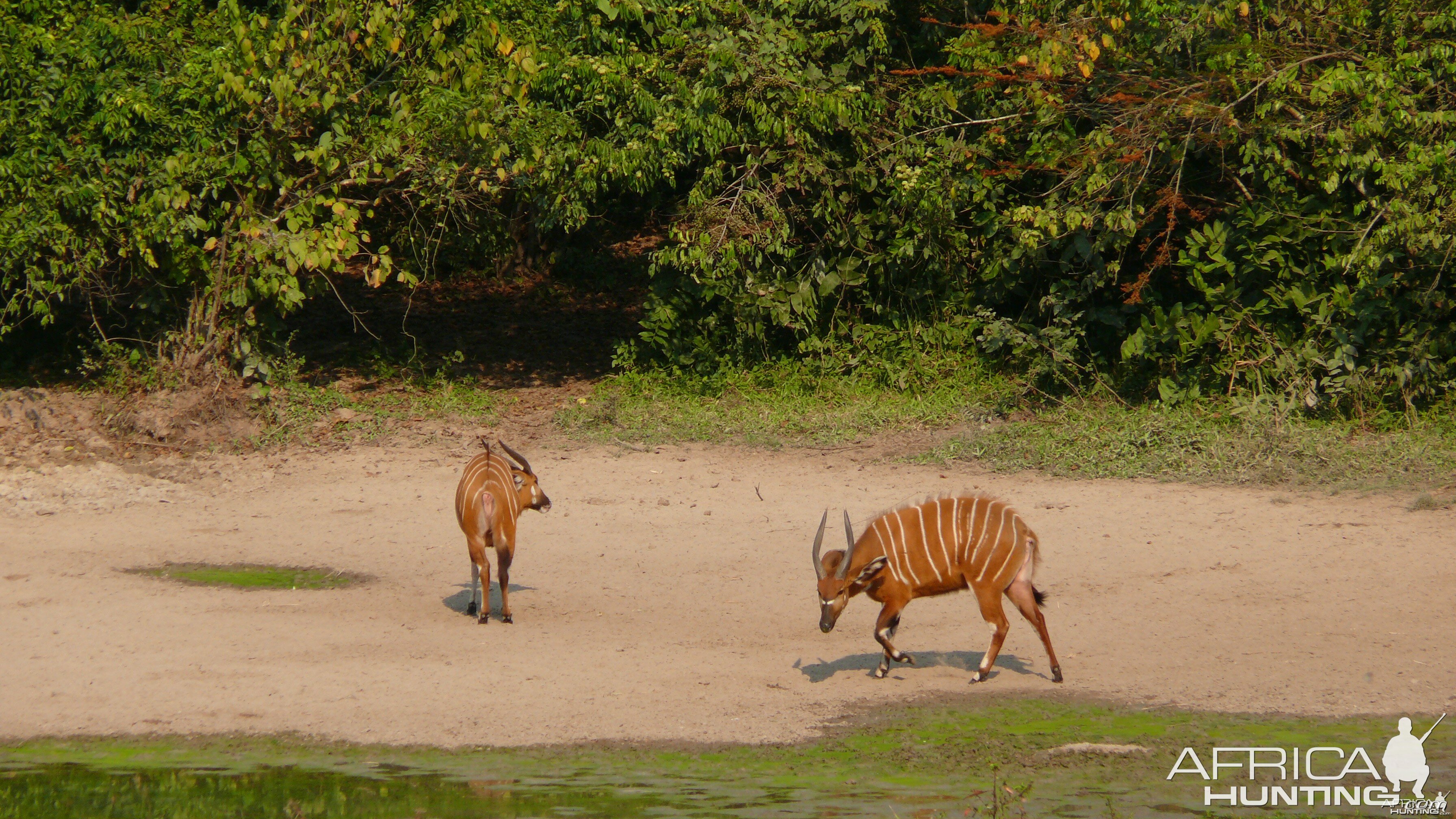 Bongo in Central African Republic