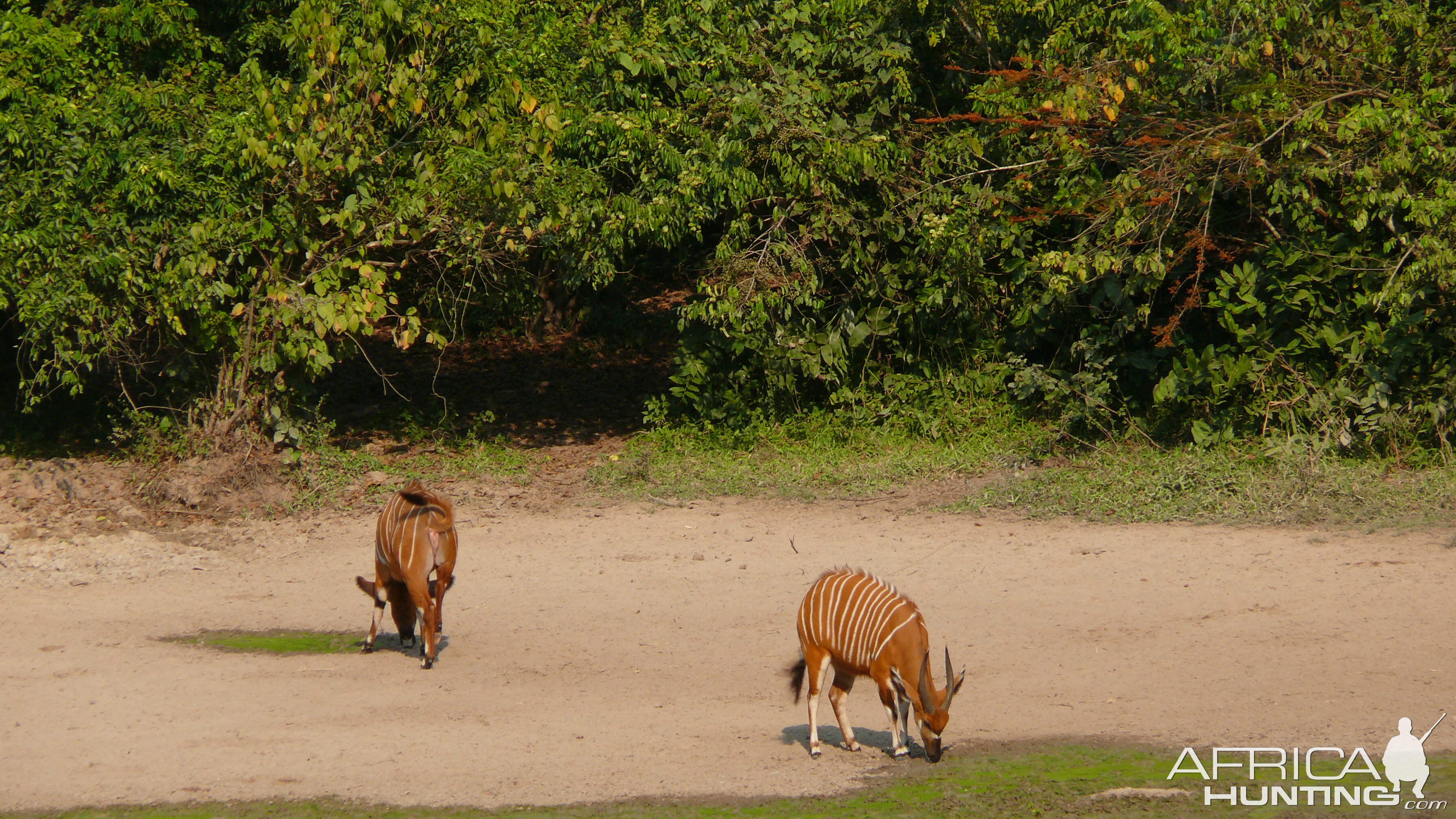 Bongo in Central African Republic