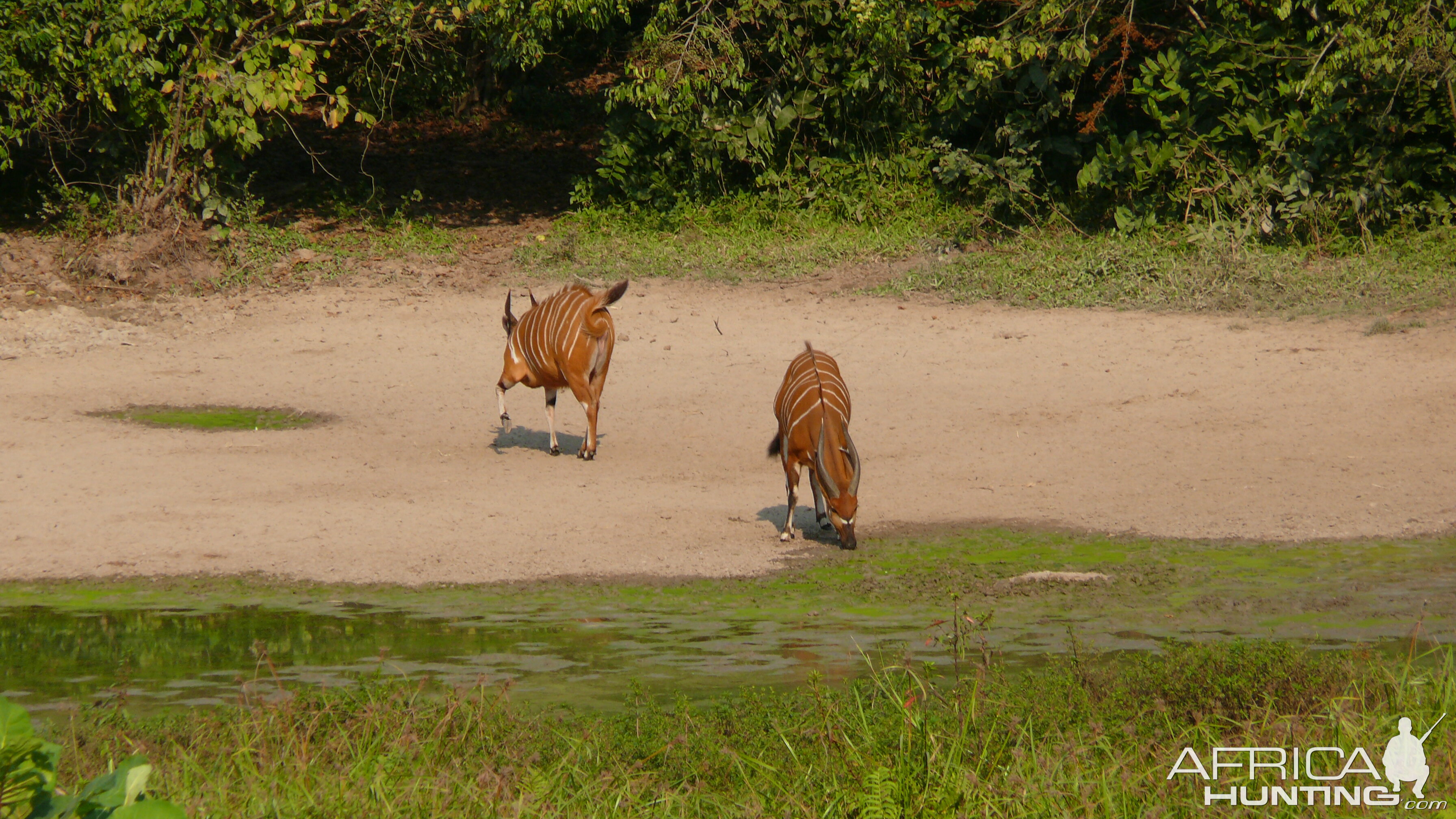 Bongo in Central African Republic