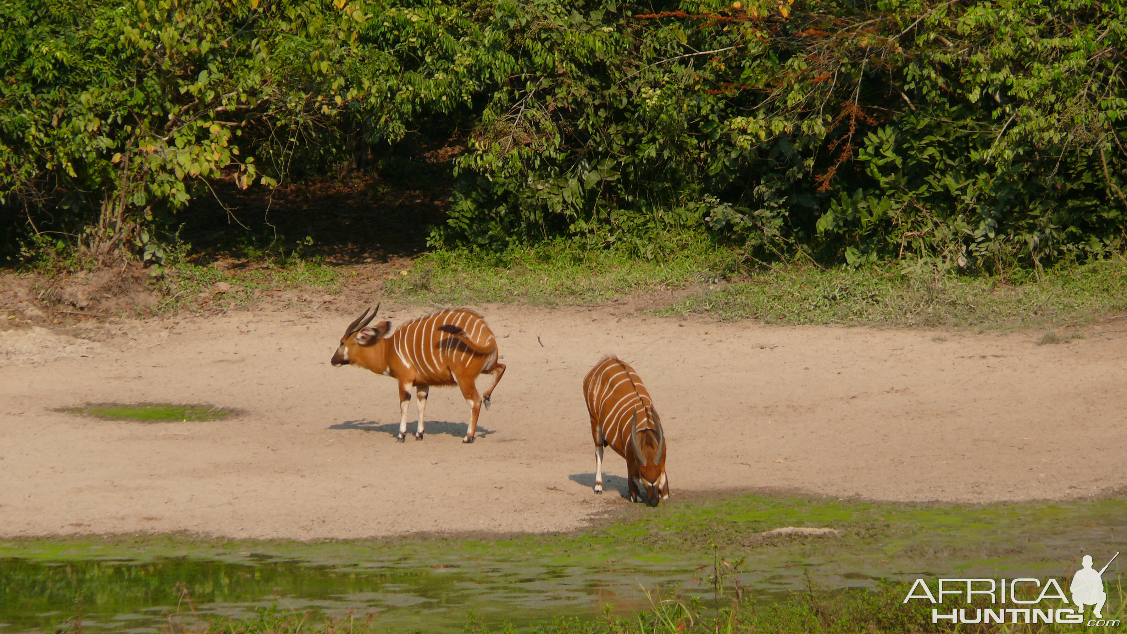 Bongo in Central African Republic