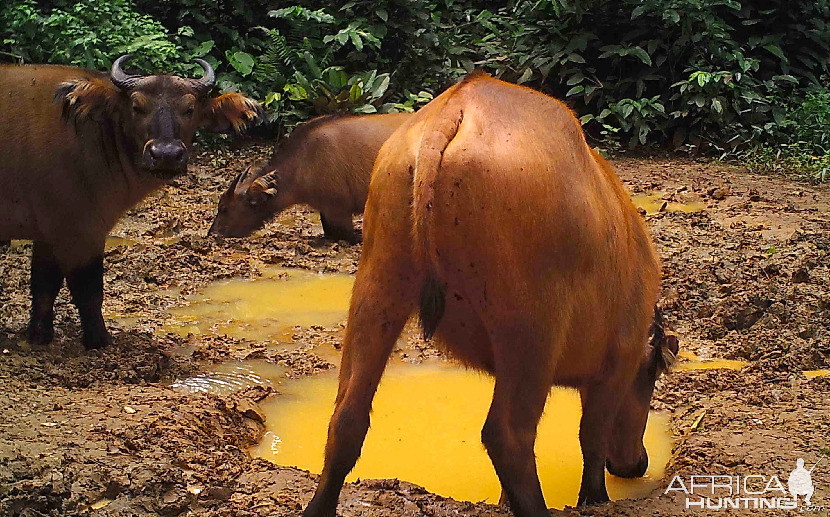 Bongo in the Congo