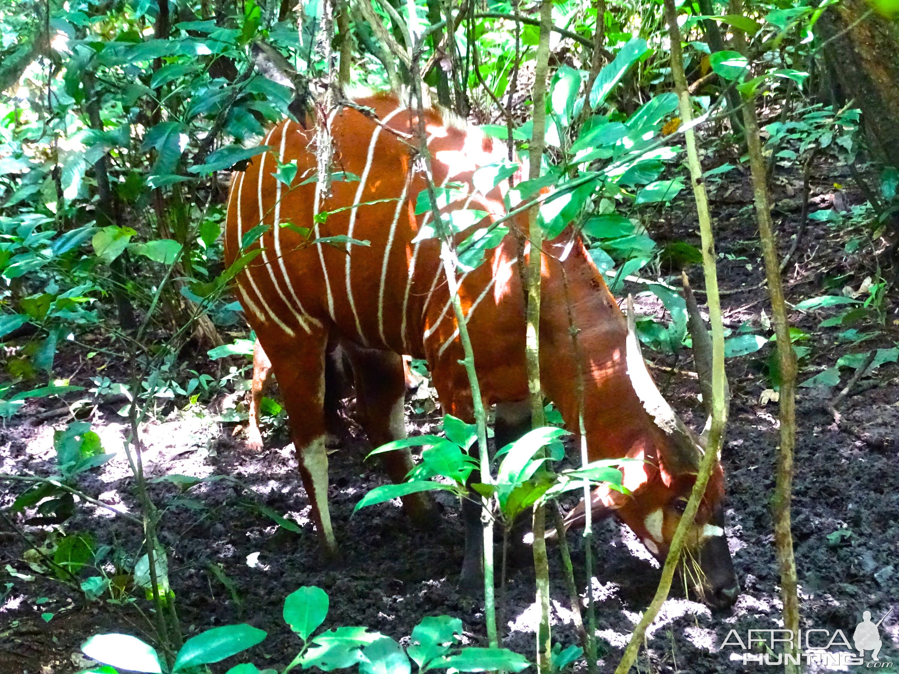 Bongo in the Congo