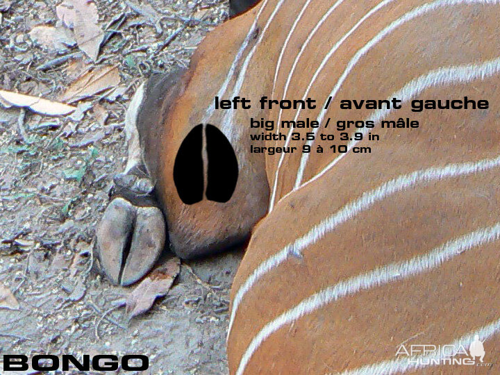 Bongo Tracks