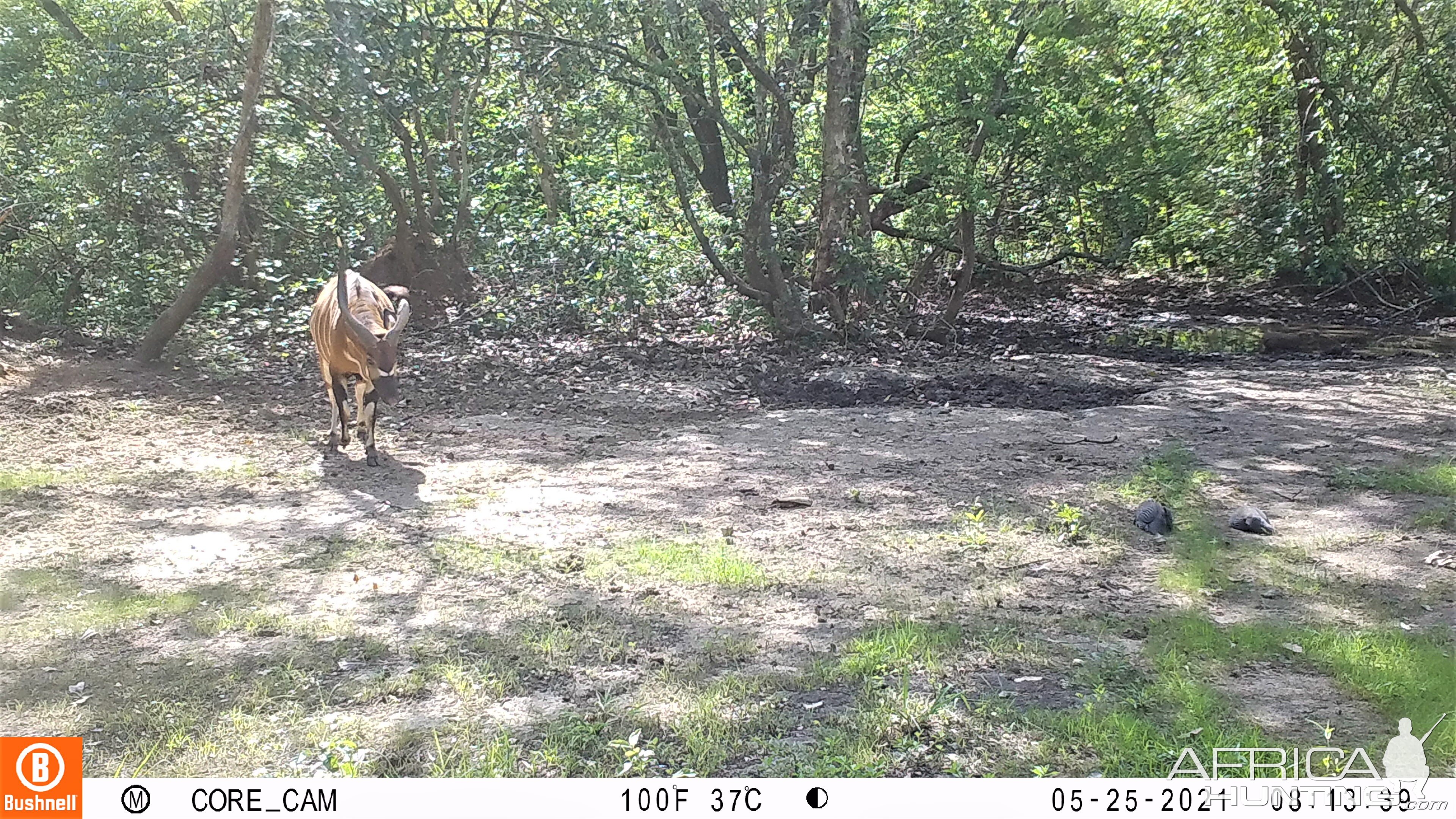 Bongo Trail Cam Central African Republic