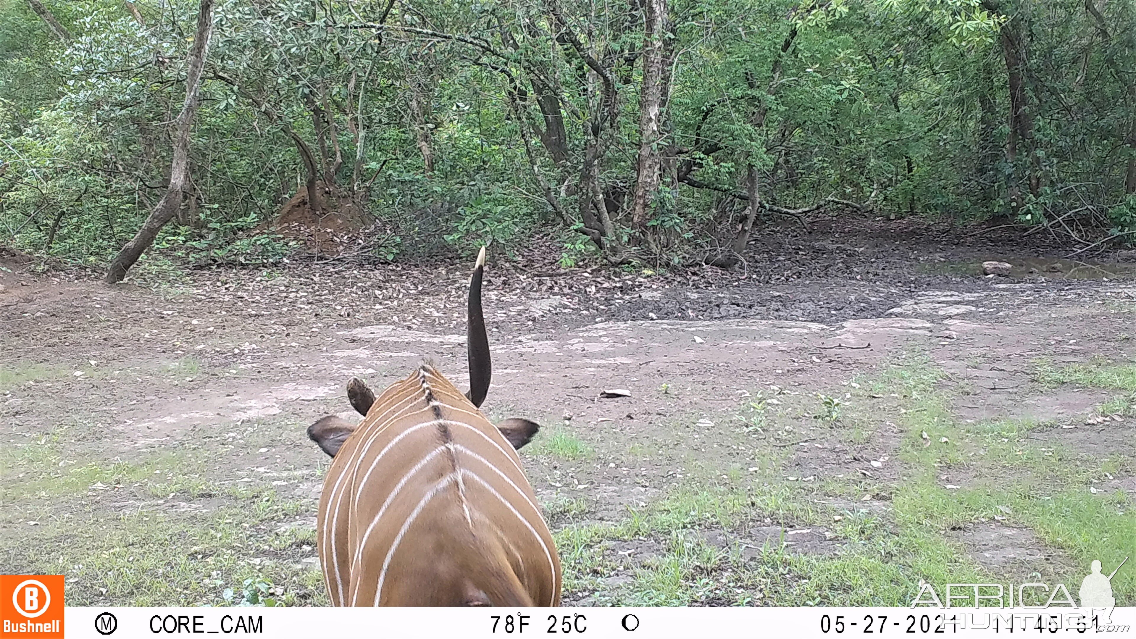 Bongo Trail Cam Central African Republic