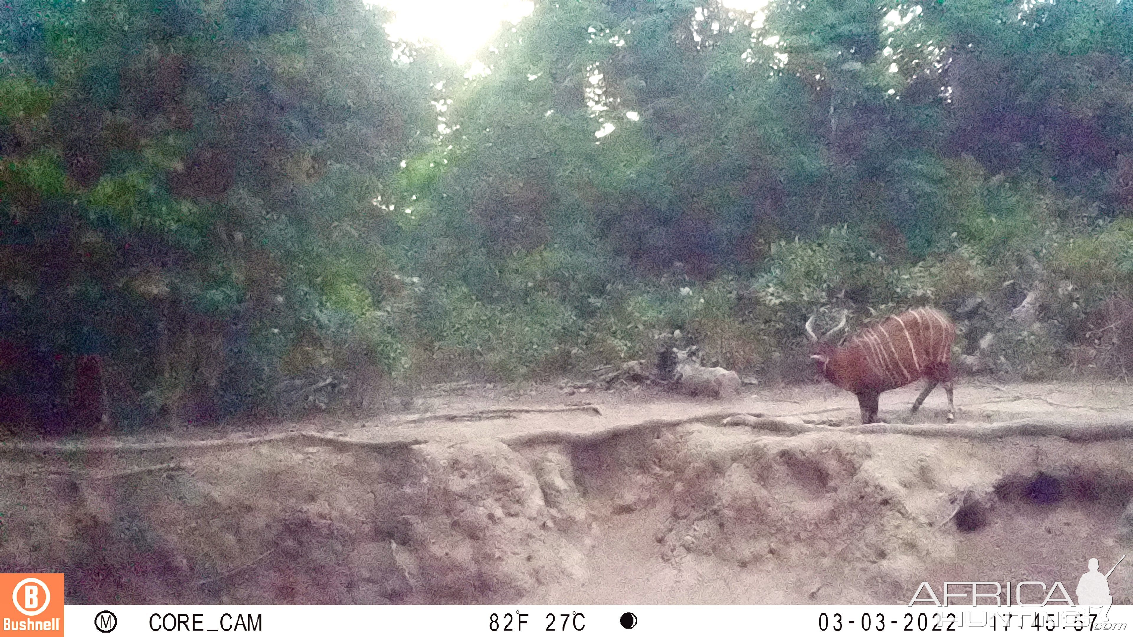 Bongo Trail Camera Central African Republic C.A.R.