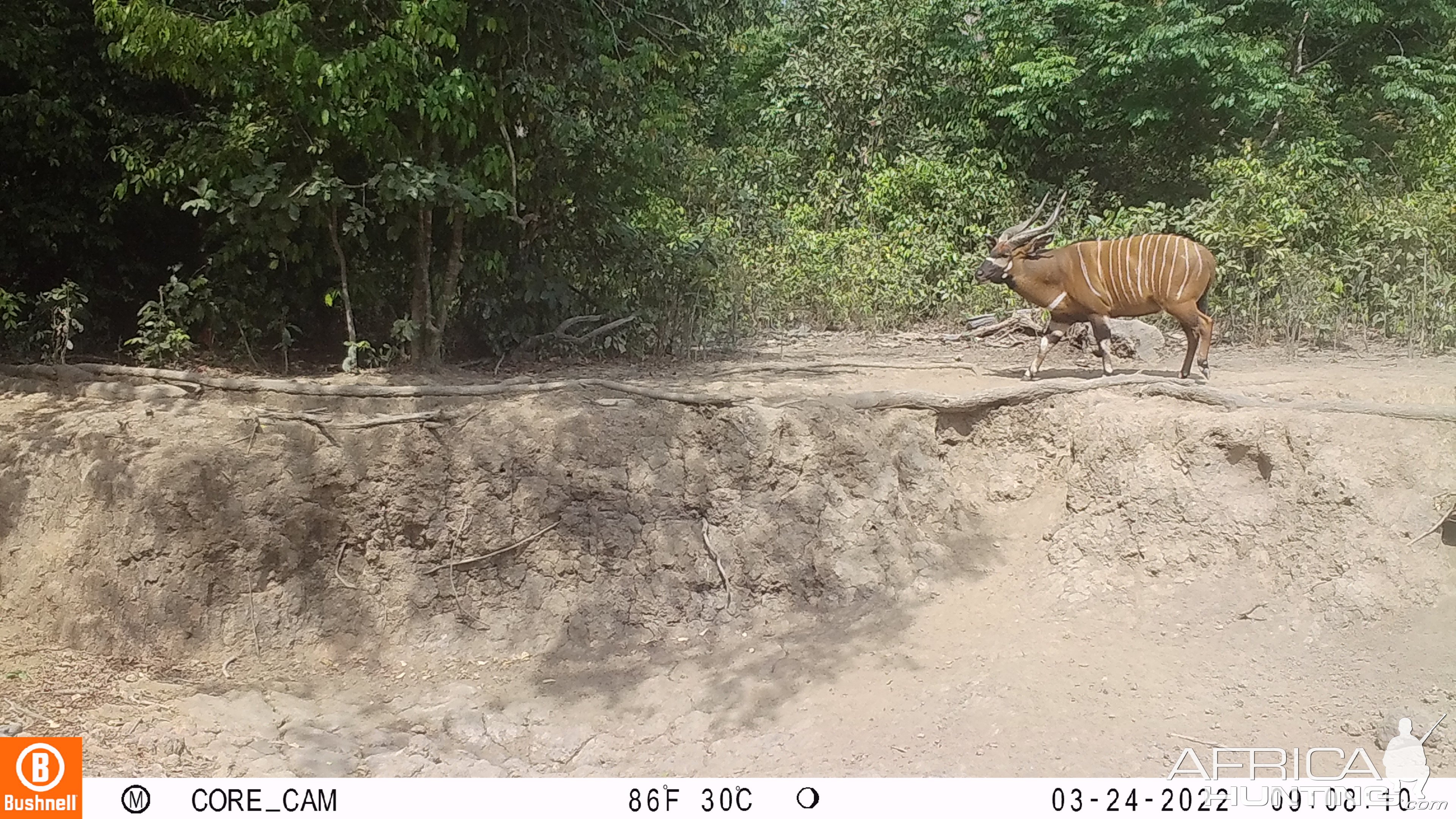 Bongo Trail Camera Central African Republic C.A.R.