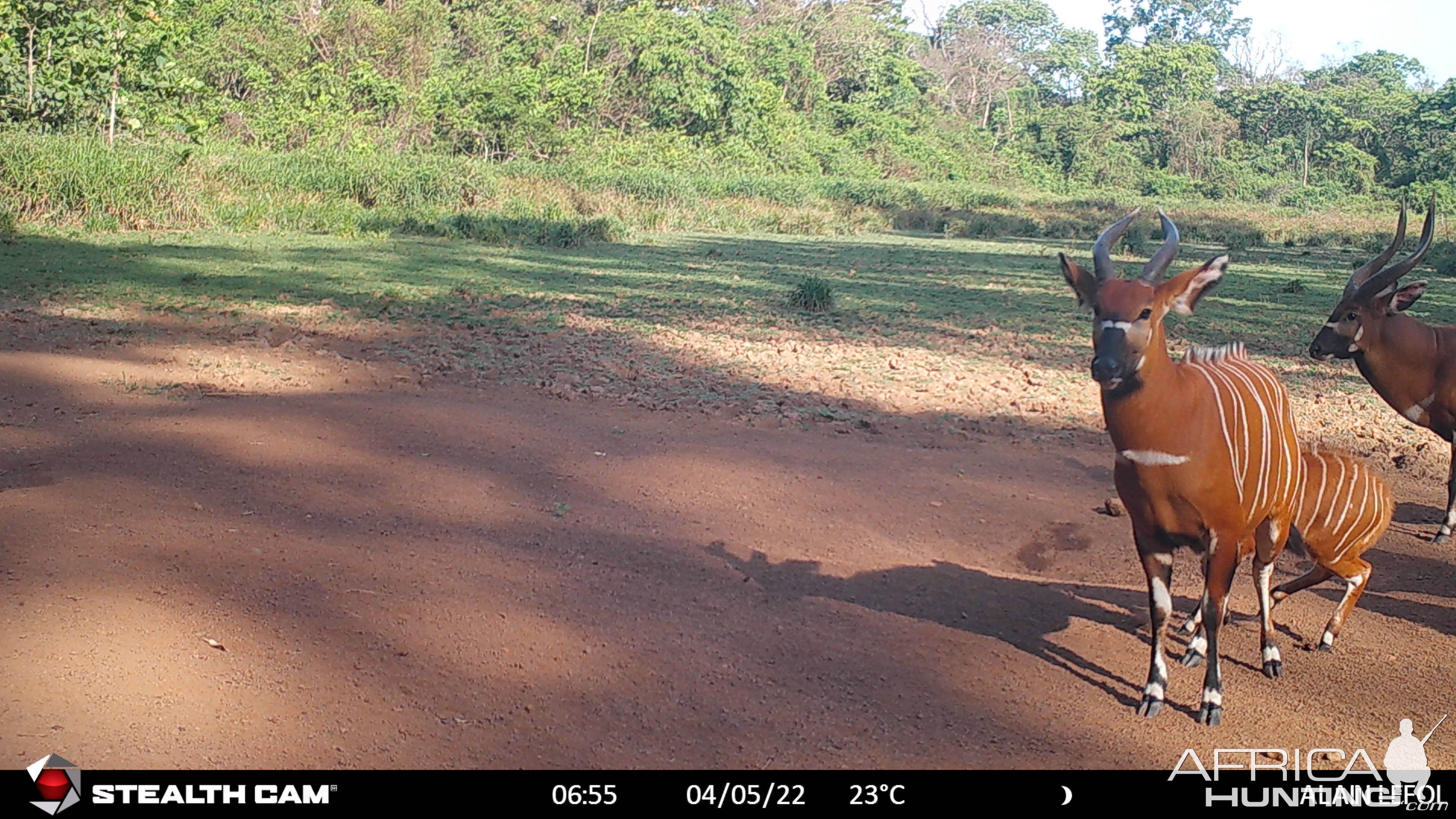 Bongo Trail Camera Central African Republic C.A.R.