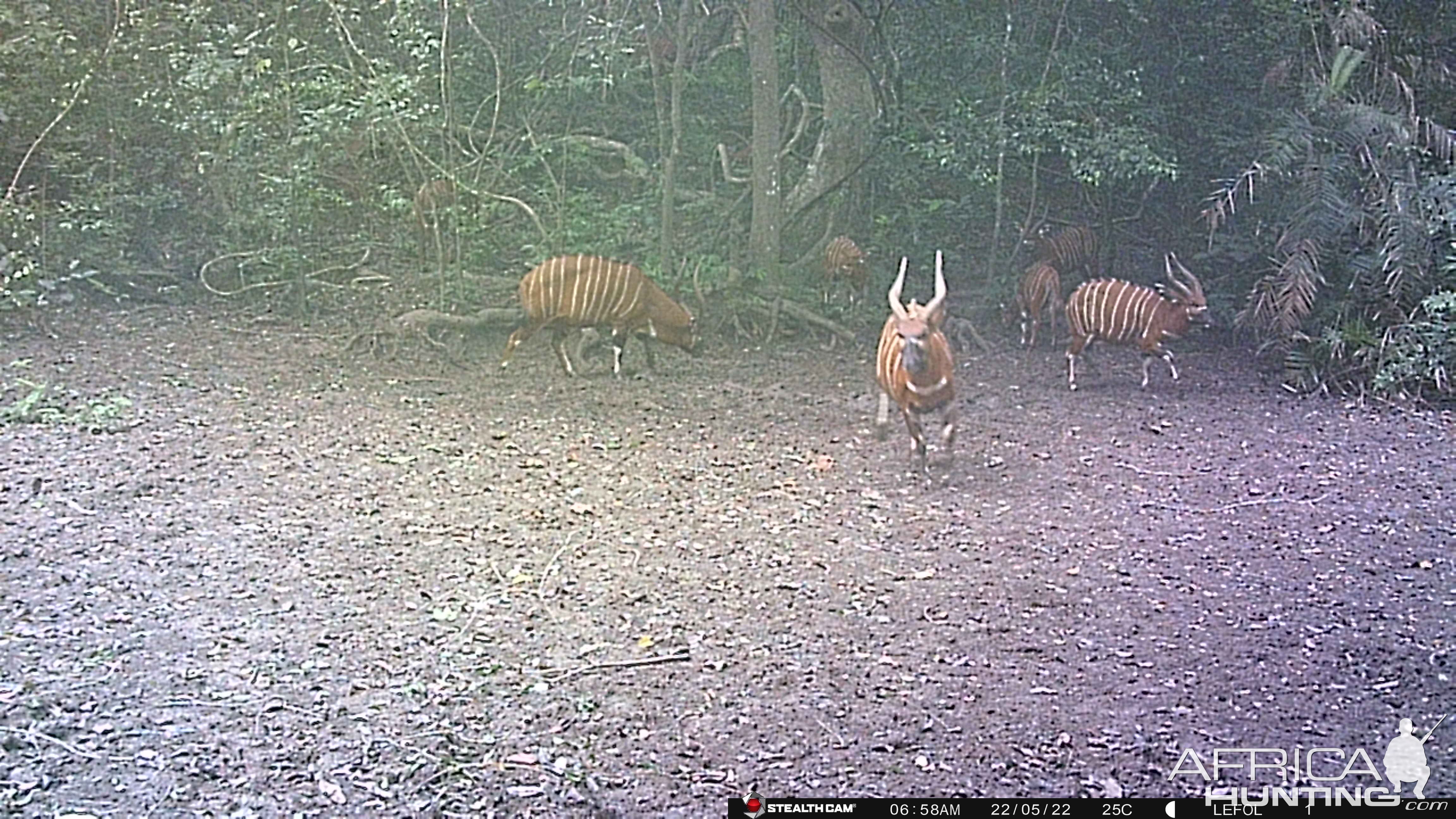 Bongo Trail Camera Central African Republic C.A.R.