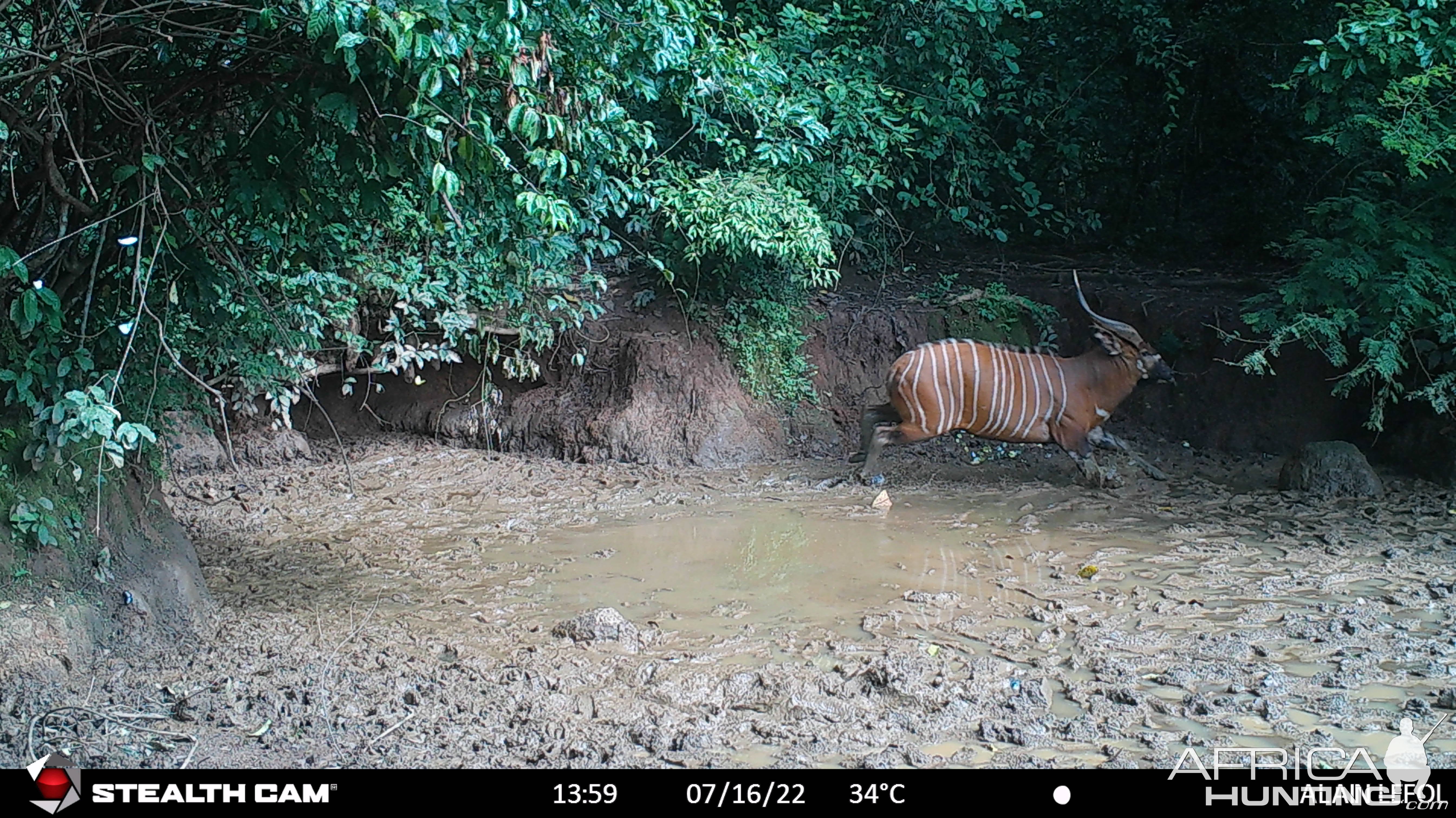 Bongo Trail Camera Central African Republic C.A.R.