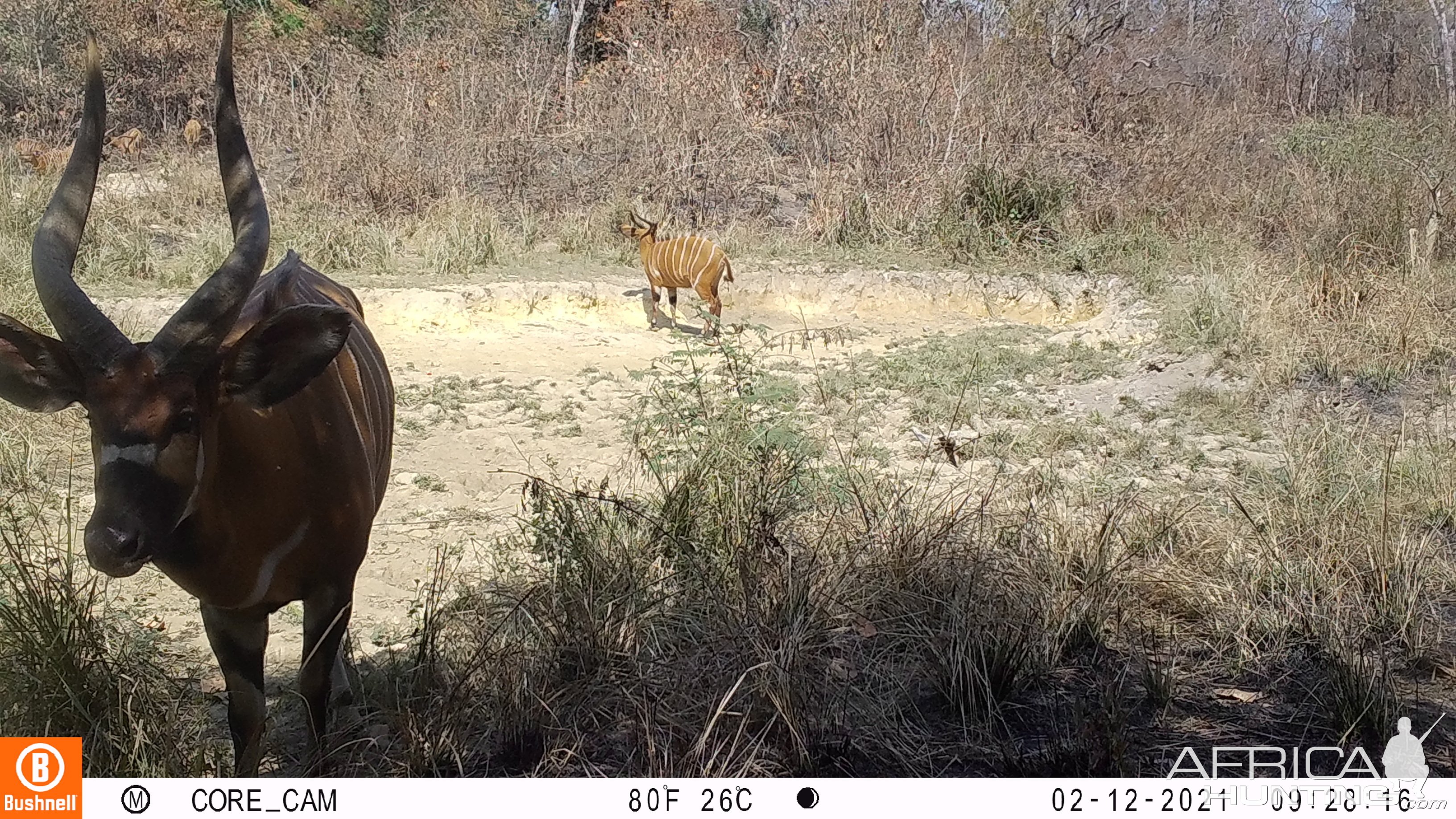 Bongo Trail Camera Central African Republic