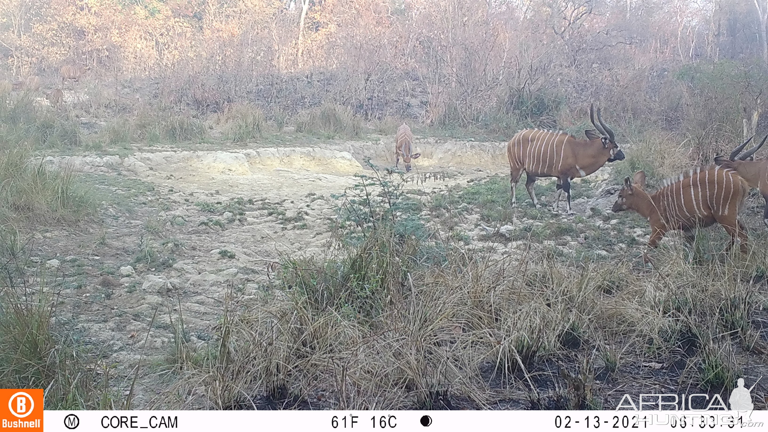 Bongo Trail Camera Central African Republic