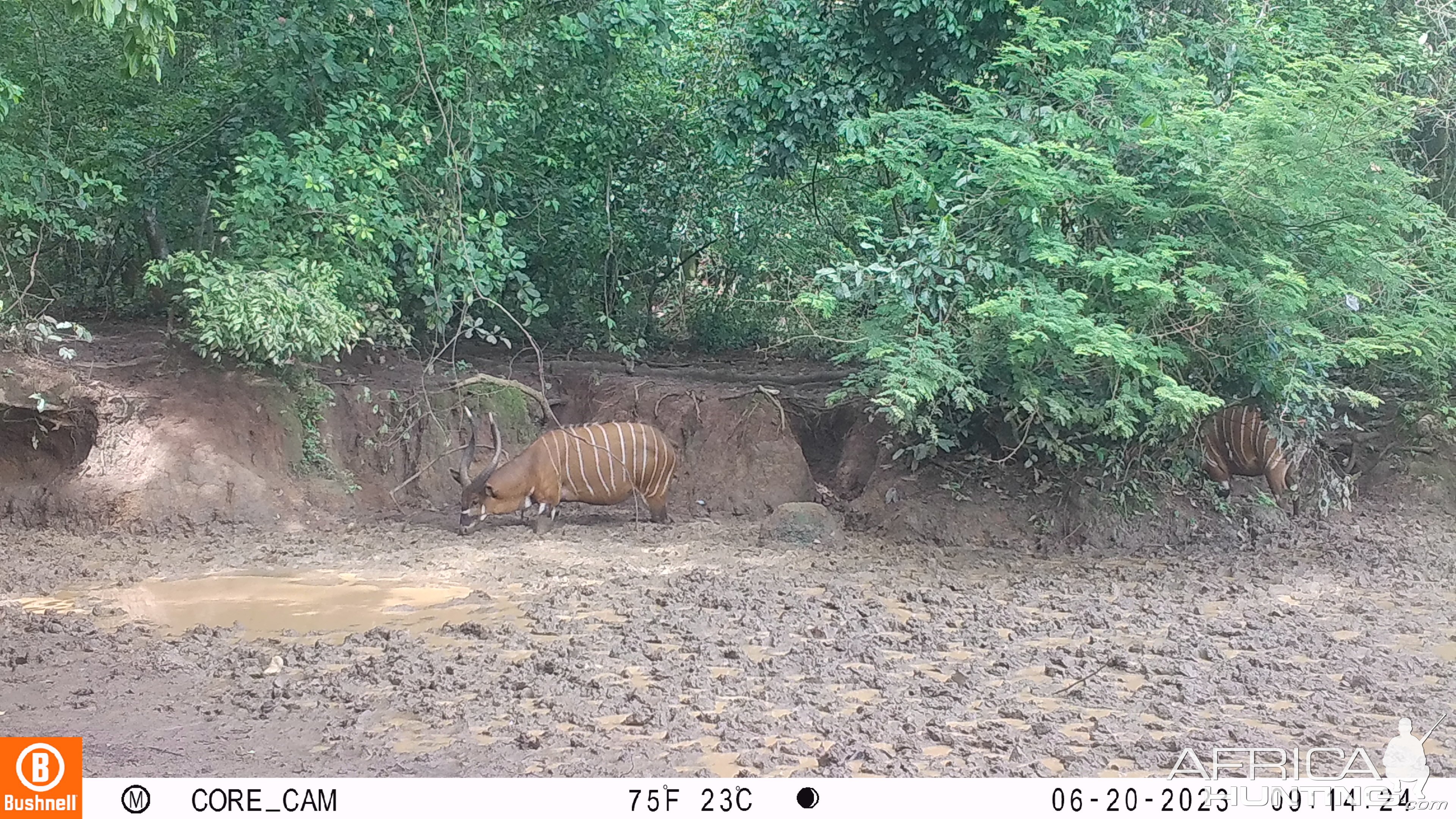 Bongo Trail Camera Central African Republic